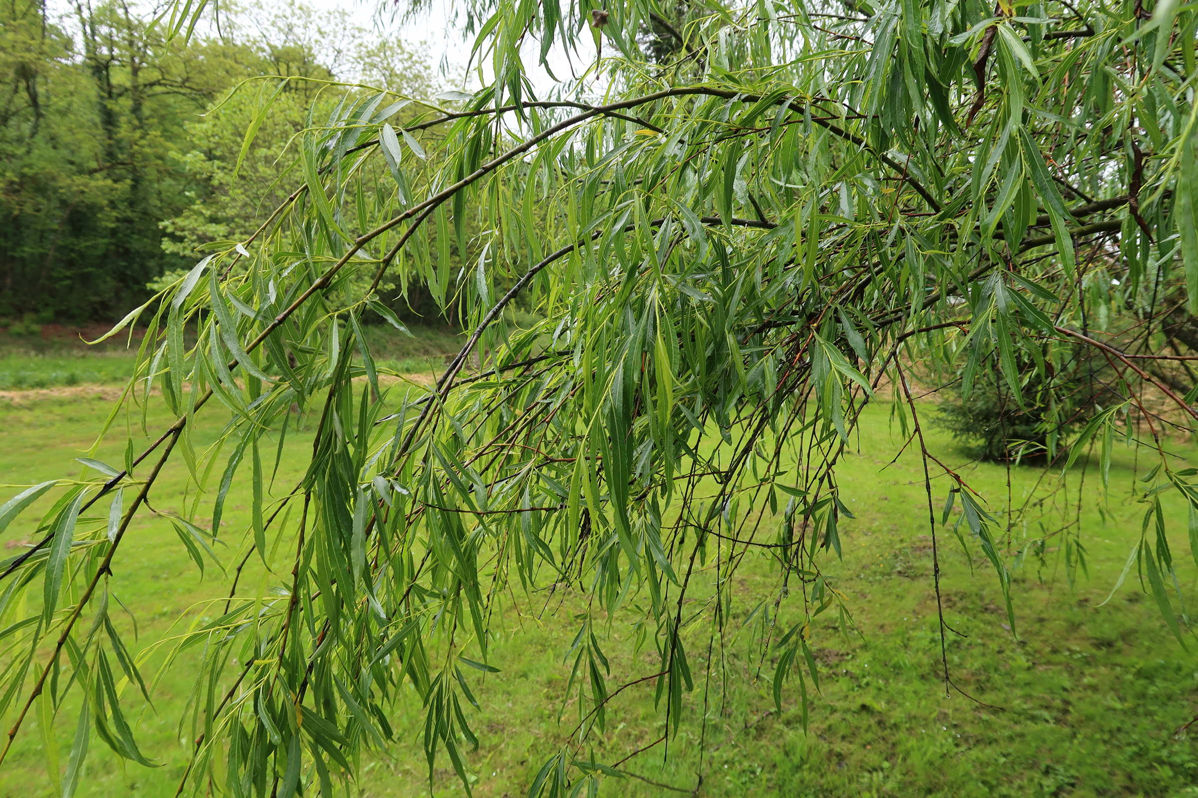 Afficher le média salix_acutifolia1md salix_acutifolia1md