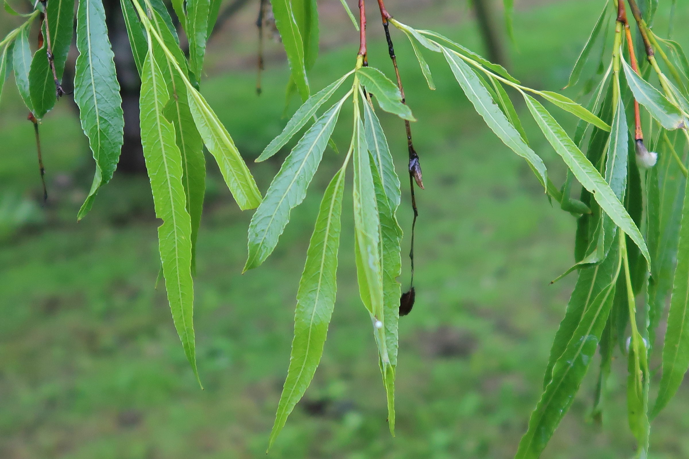Afficher le média salix_acutifolia2md salix_acutifolia2md