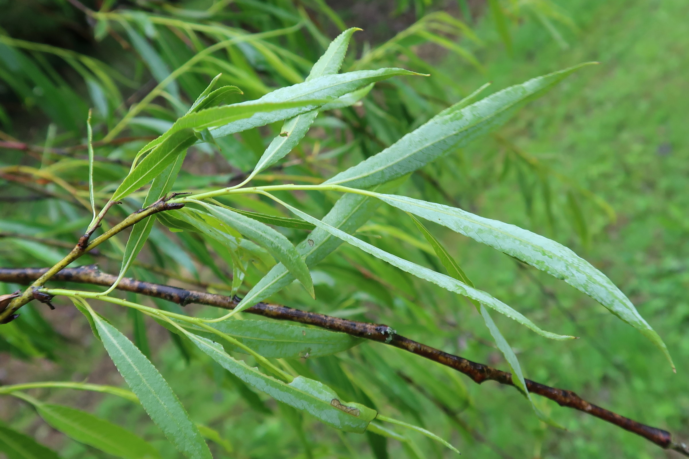 Afficher le média salix_acutifolia3md salix_acutifolia3md