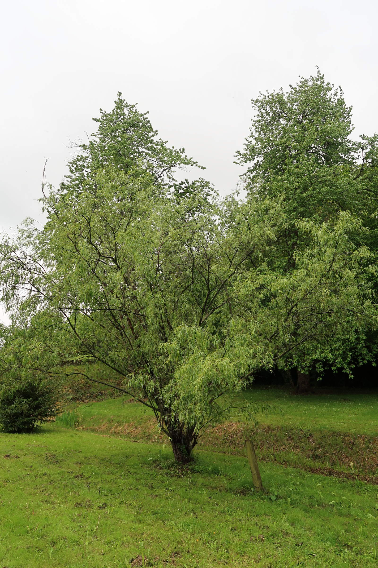 Afficher le média salix_acutifolia4md salix_acutifolia4md