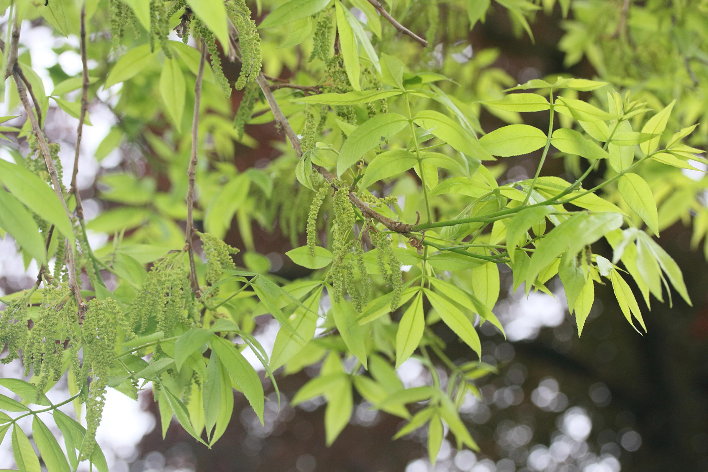 carya_illinoinensis3md
