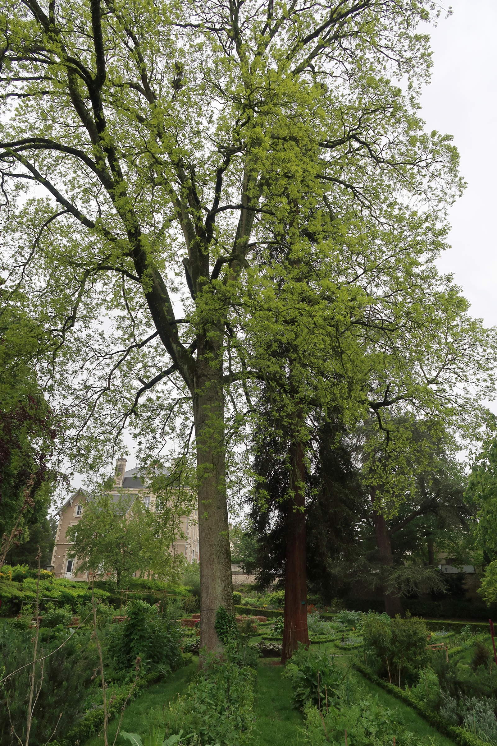 carya_illinoinensis5md