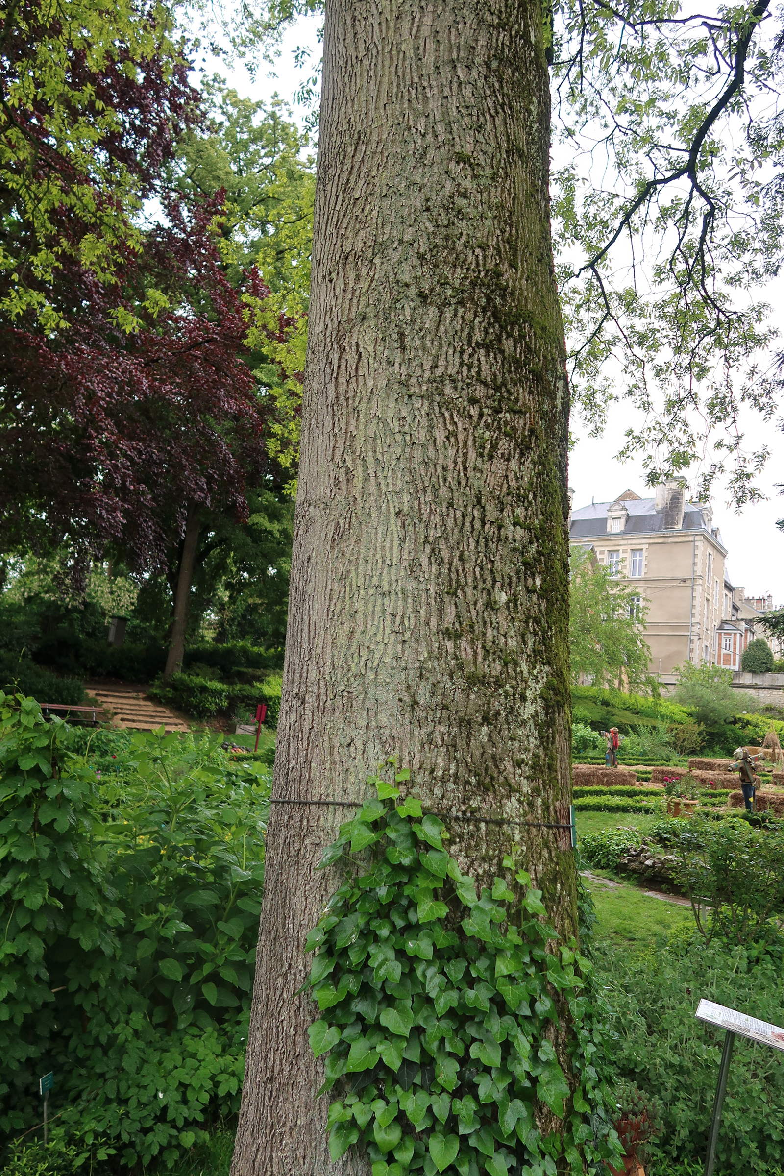 carya_illinoinensis6md