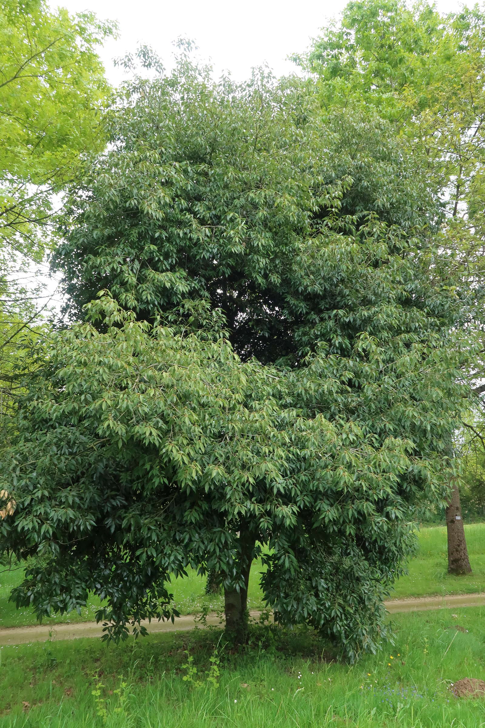 Afficher le média quercus_myrsinifolia3md quercus_myrsinifolia3md