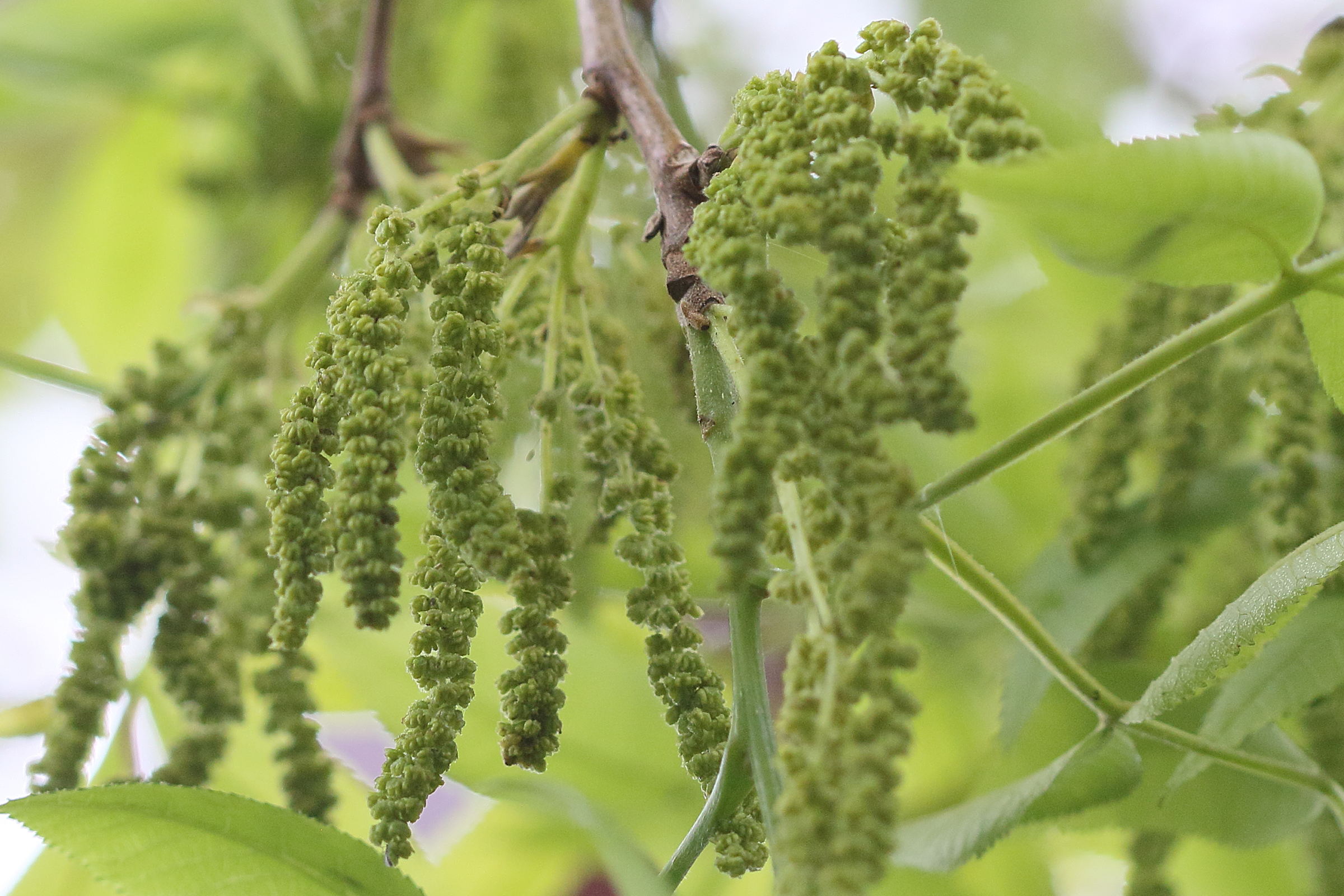 carya_illinoinensis7bd