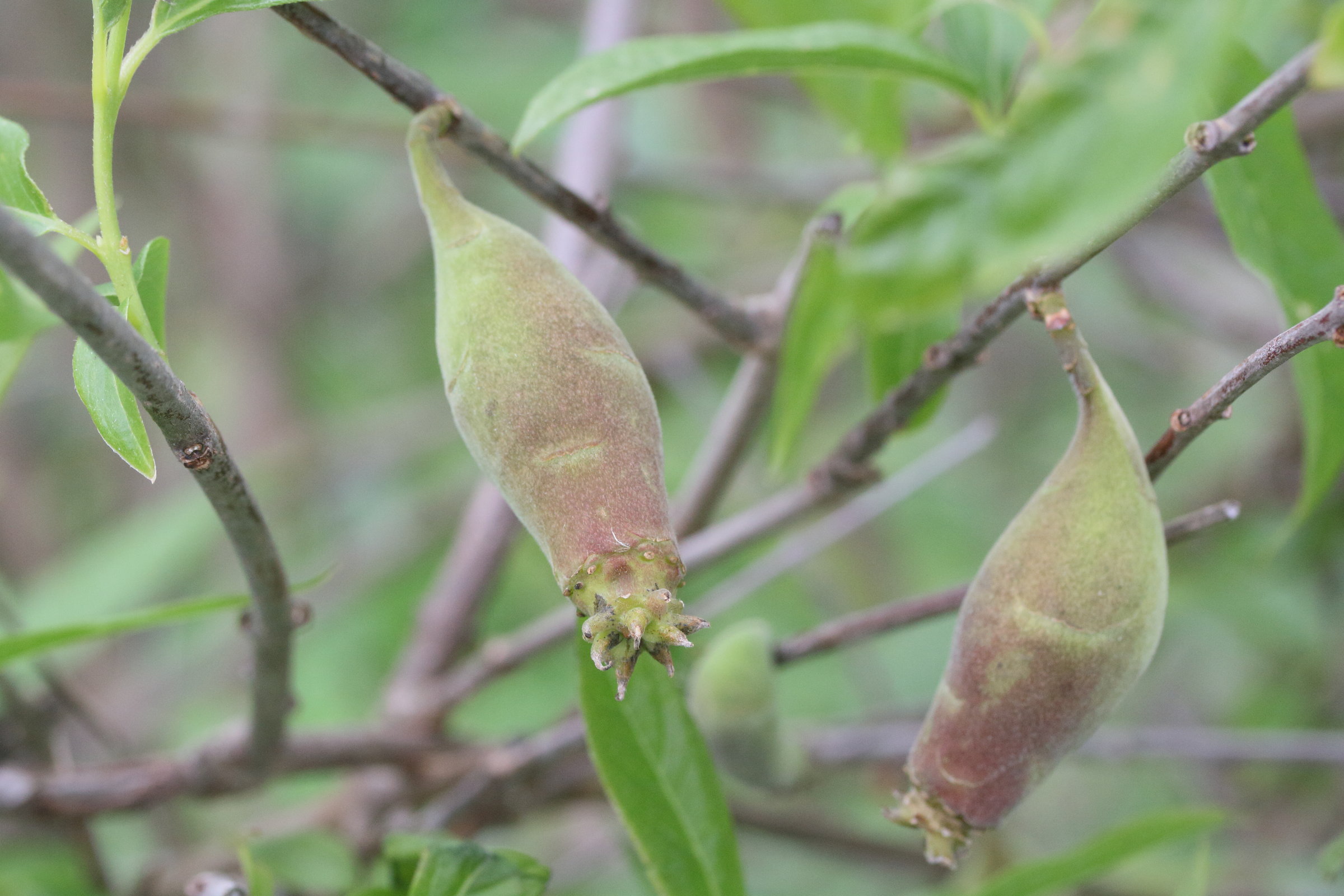 Afficher le média chimonanthus_praecox3md chimonanthus_praecox3md