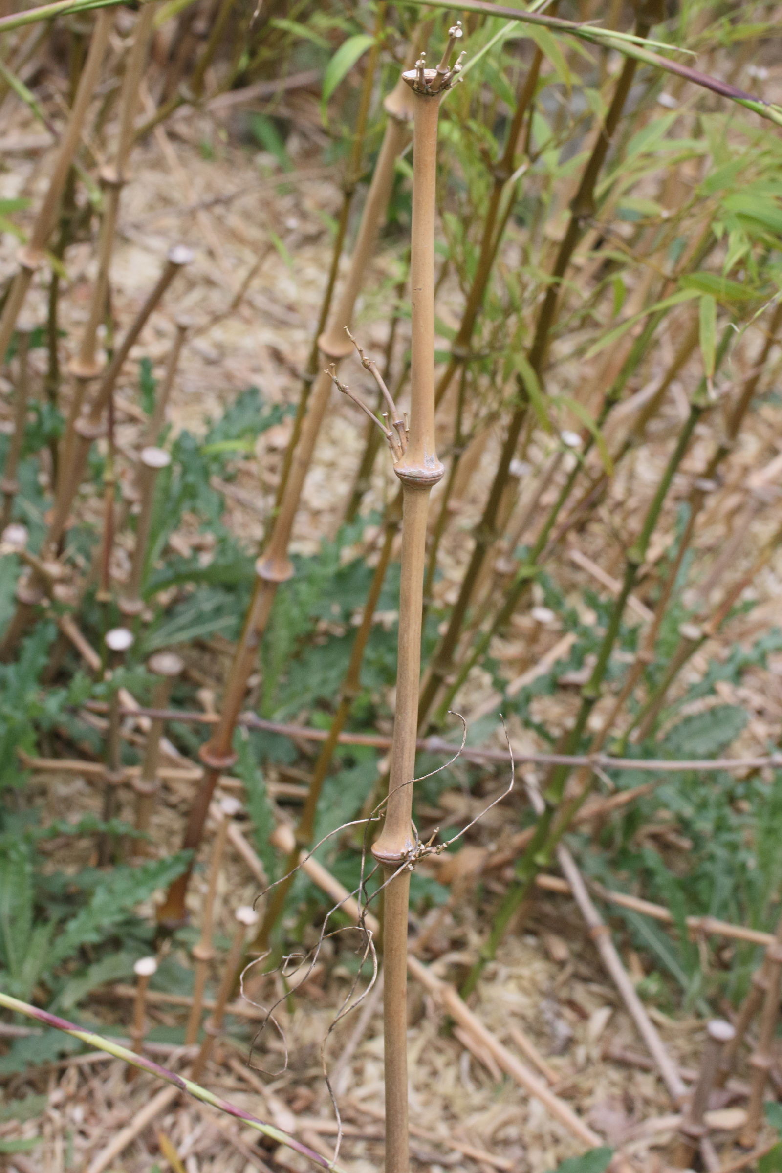 chimonobambusa_tumidissinoda3md