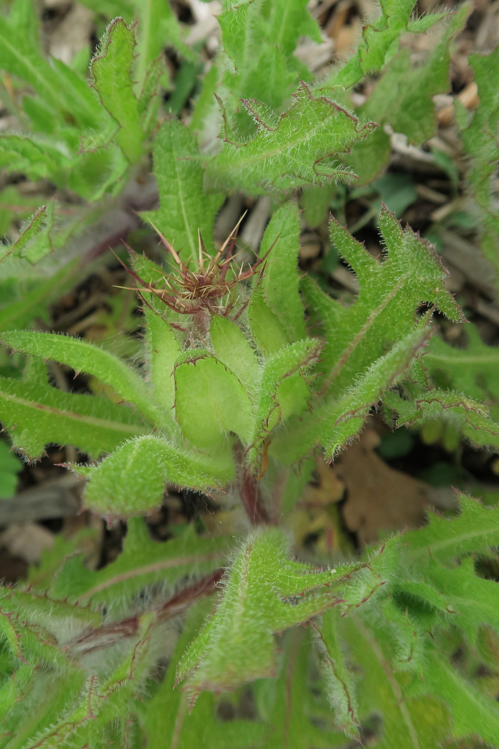 cnicus_benedictus4bd