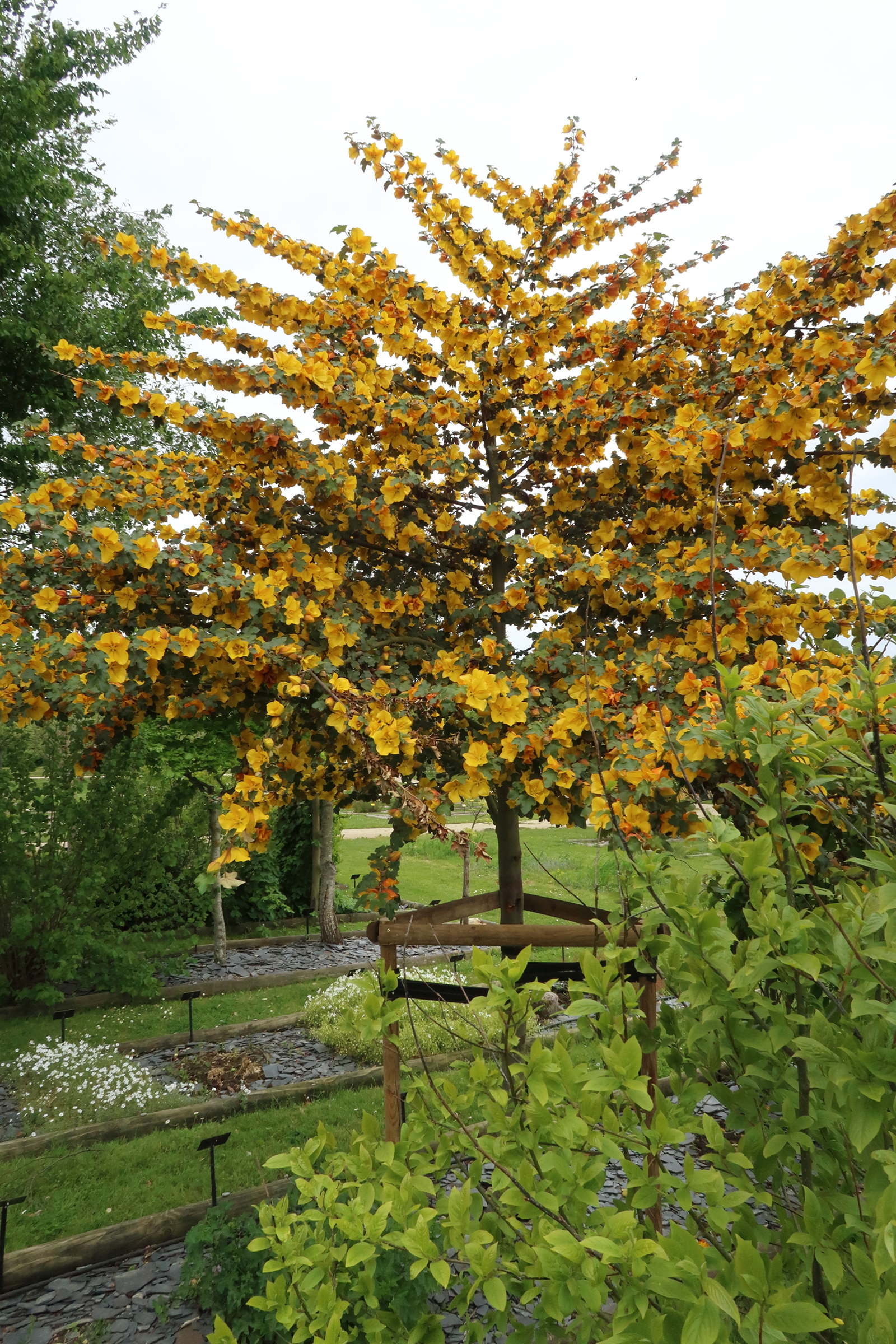 Afficher le média fremontodendron_californicum7md fremontodendron_californicum7md