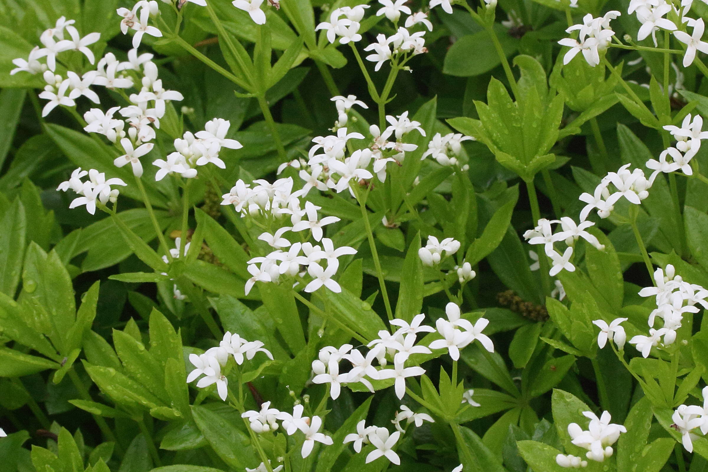Afficher le média galium_odoratum5md galium_odoratum5md