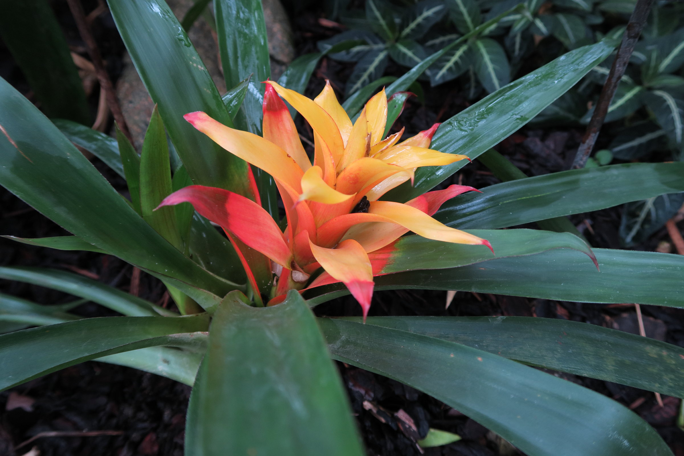 guzmania_lingulata2bd