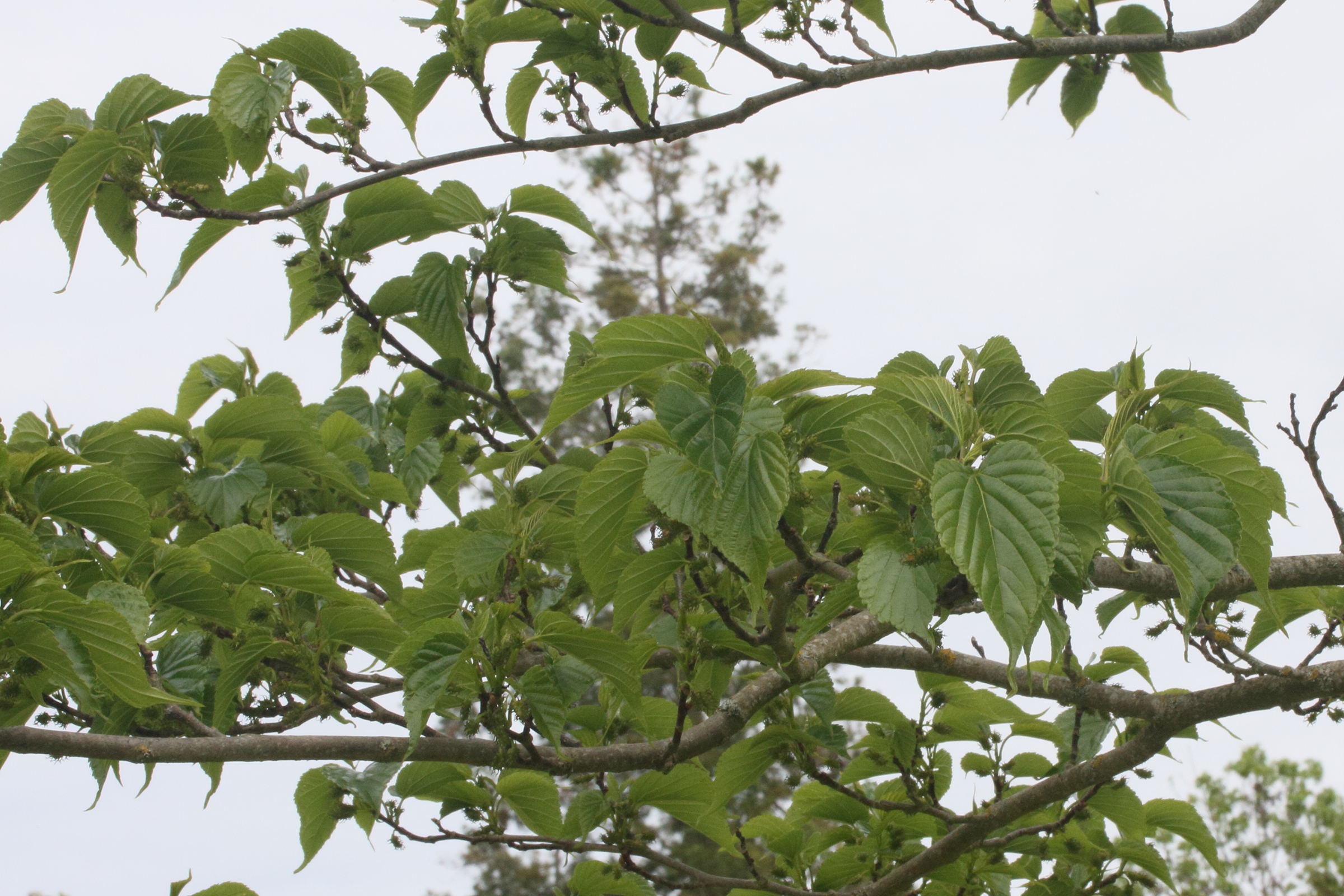 Afficher le média morus_australis2md morus_australis2md