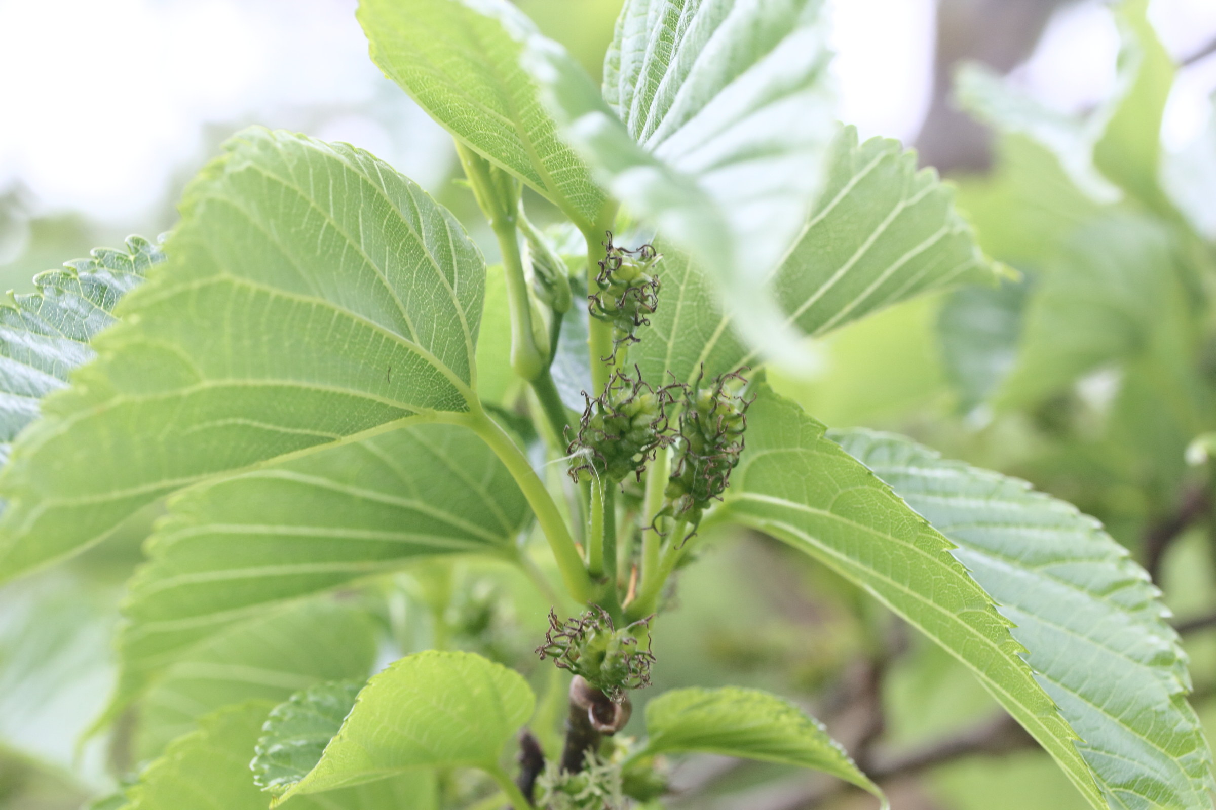 Afficher le média morus_australis3md morus_australis3md