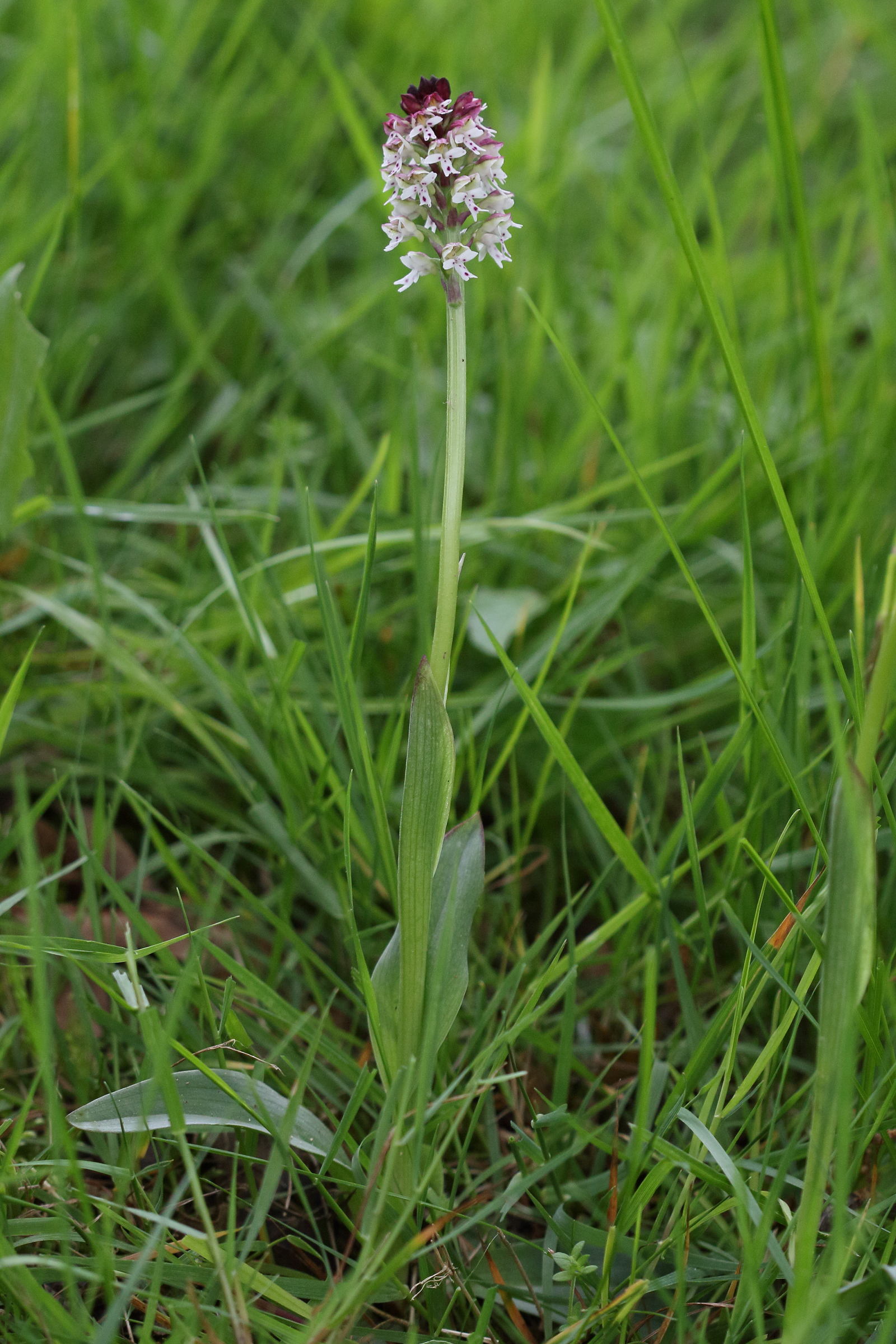 Afficher le média neotinea_ustulata1bd neotinea_ustulata1bd