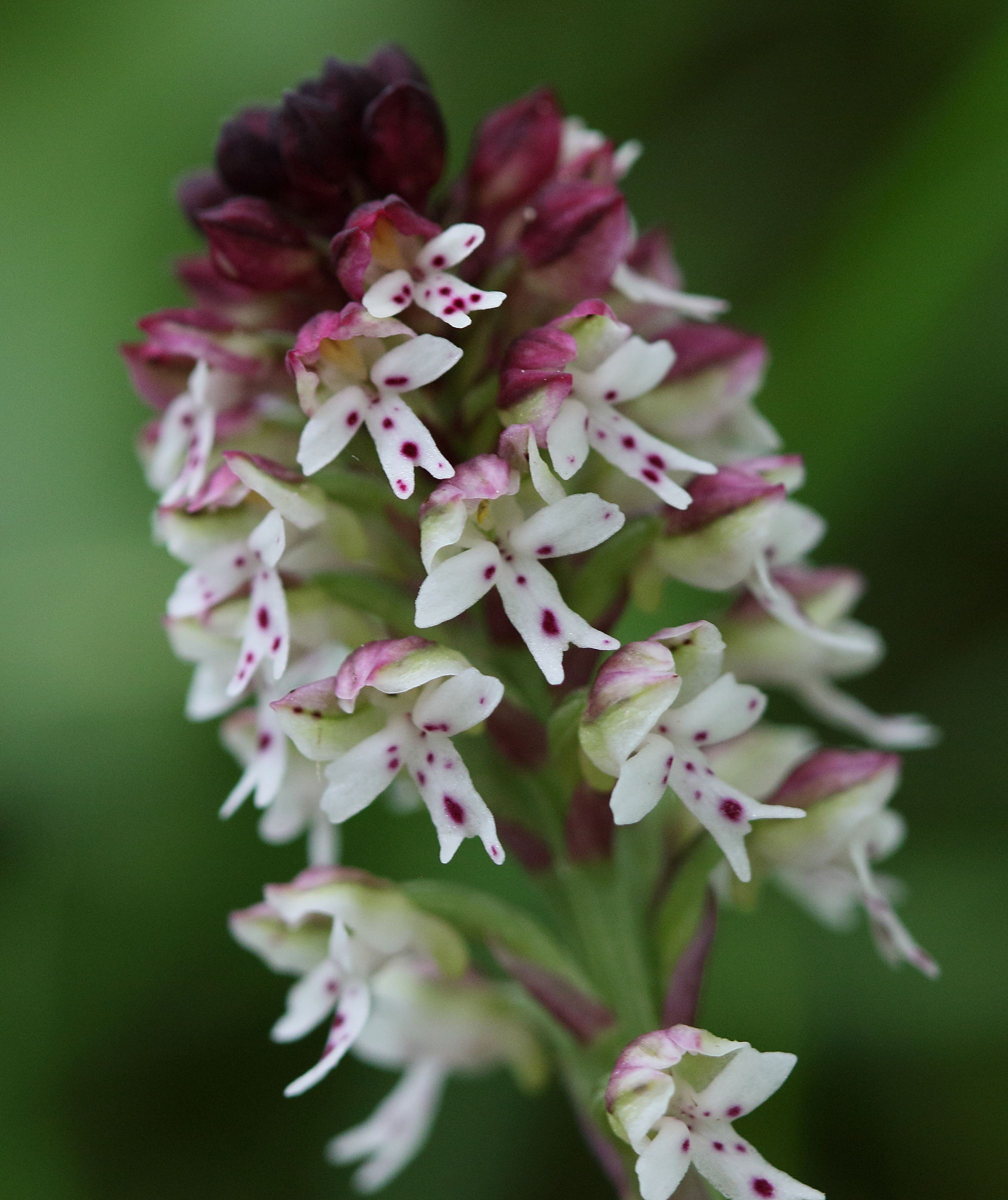 Afficher le média neotinea_ustulata2bd neotinea_ustulata2bd