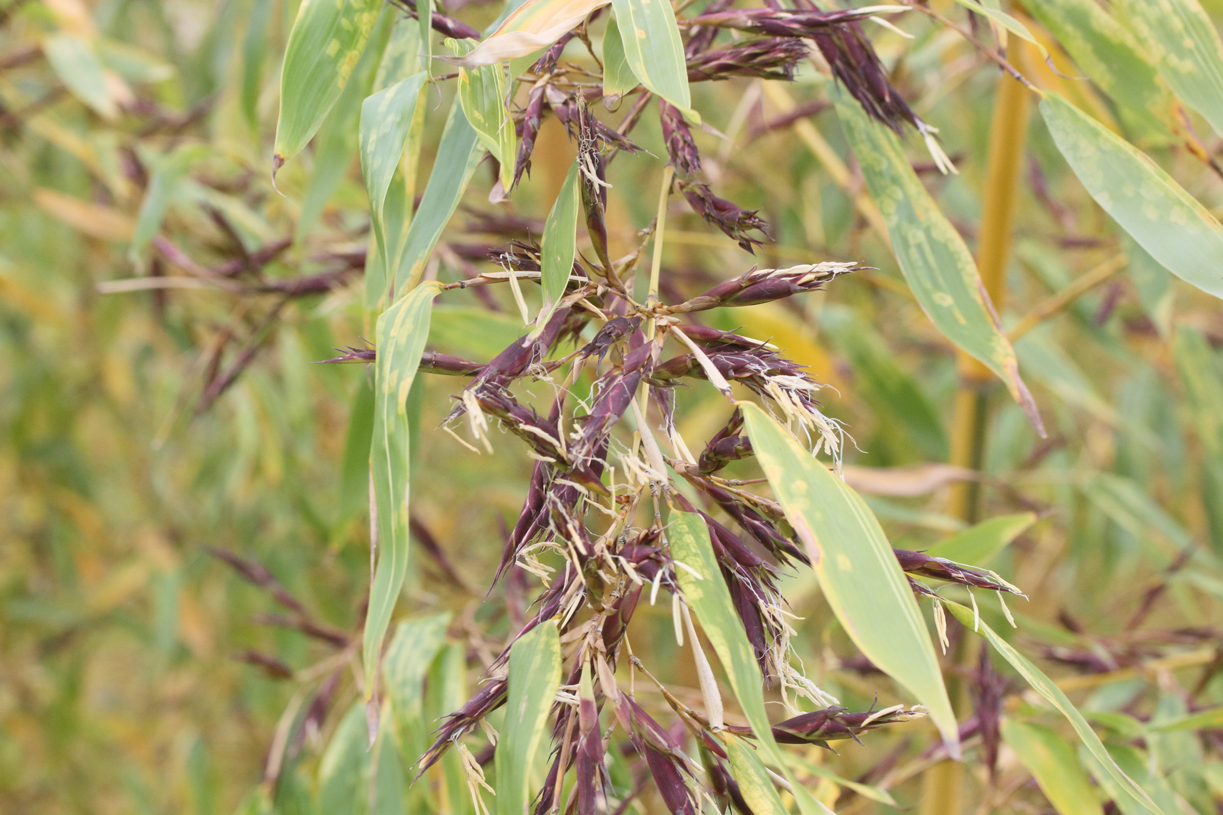 phyllostachys_bambusoides3md