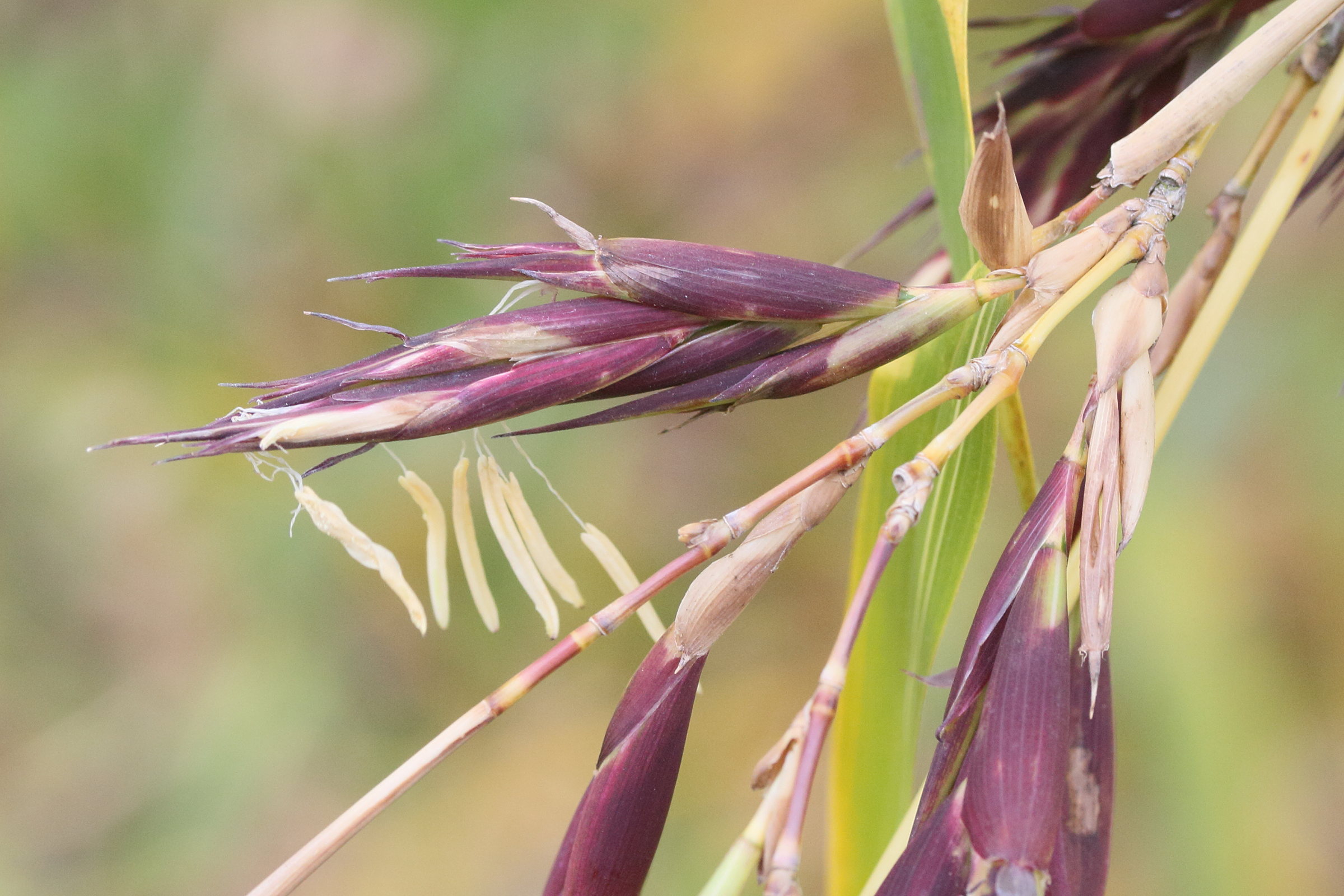 phyllostachys_bambusoides4md