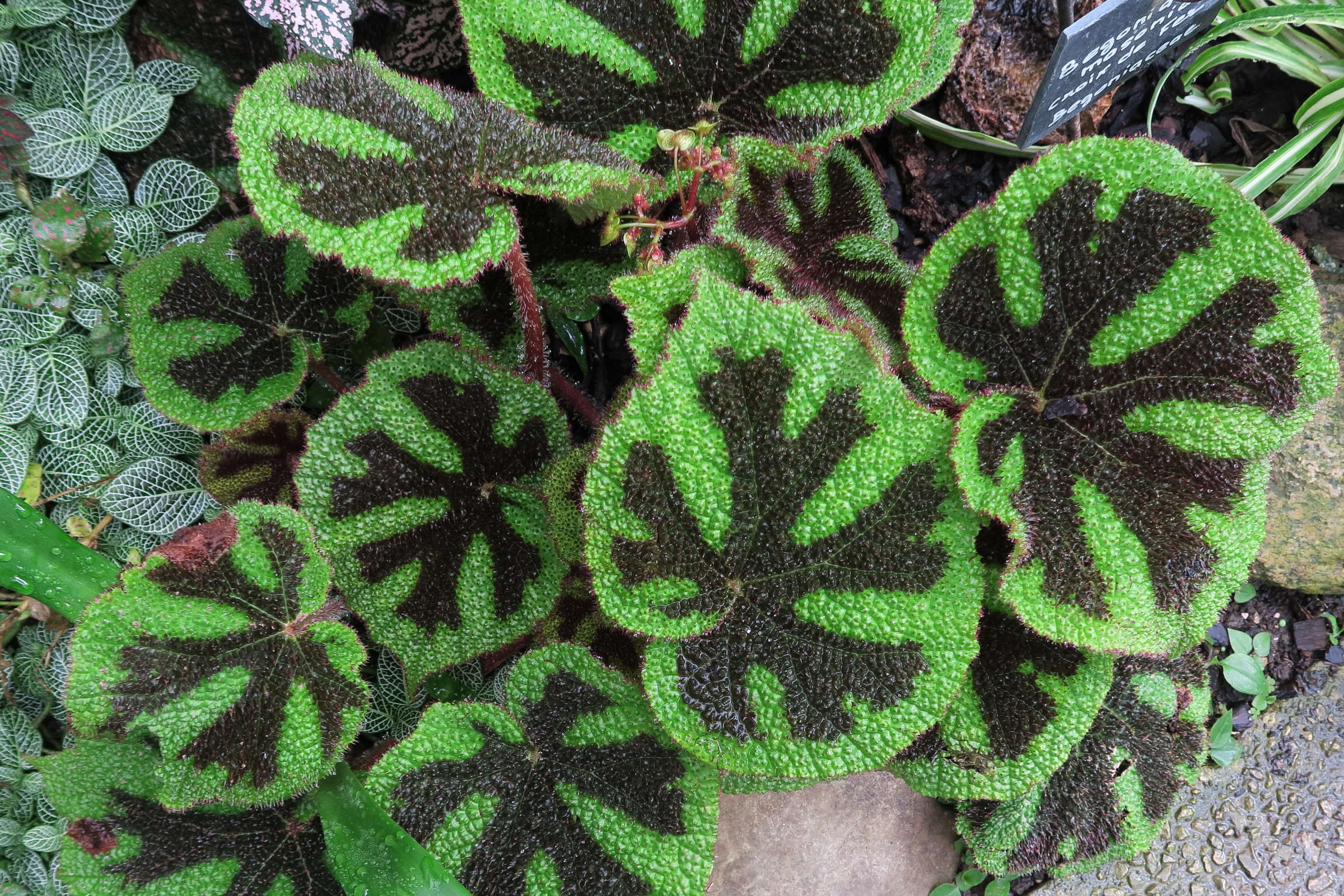 Afficher le média begonia_masoniana2bd begonia_masoniana2bd