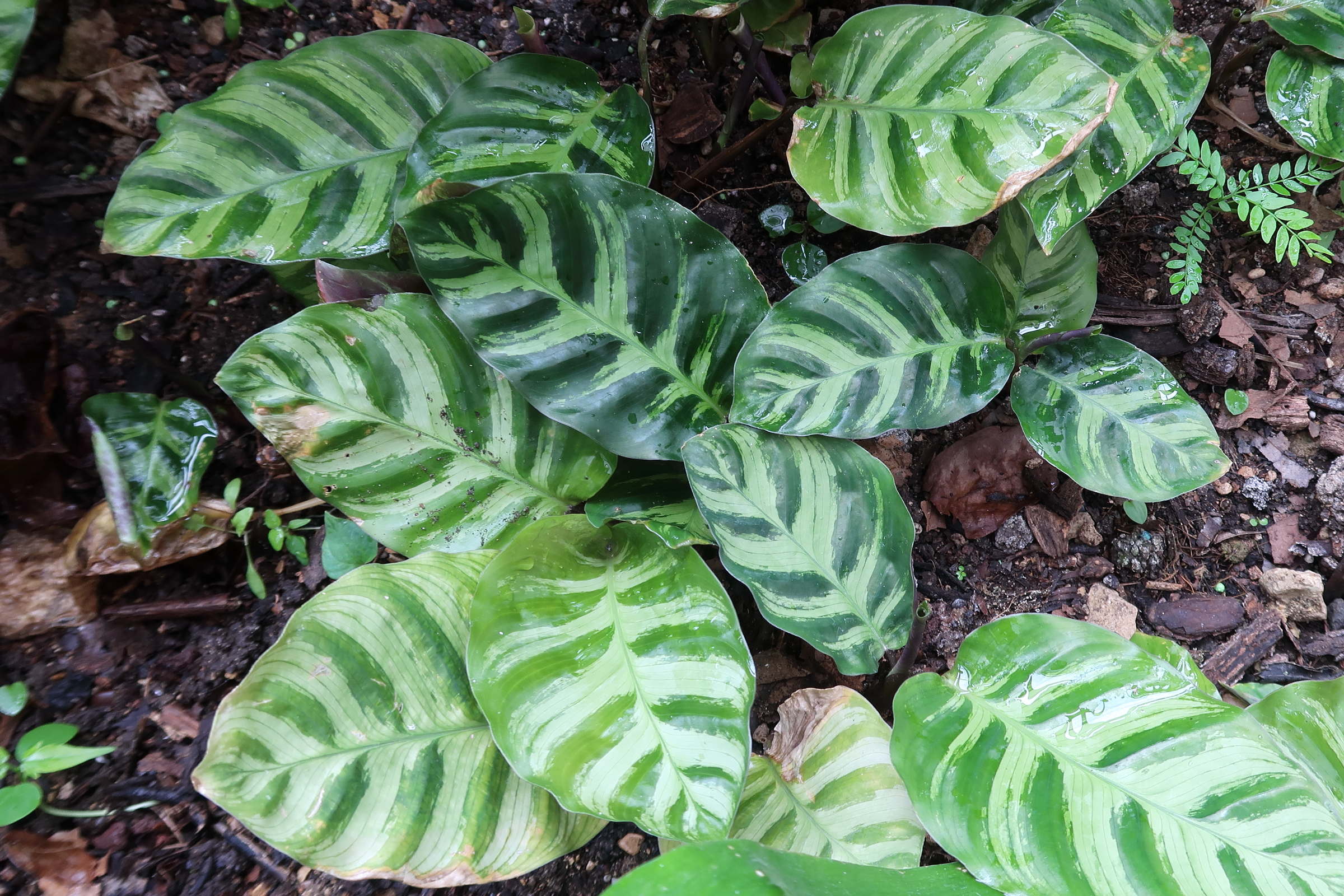 calathea_albertii1md