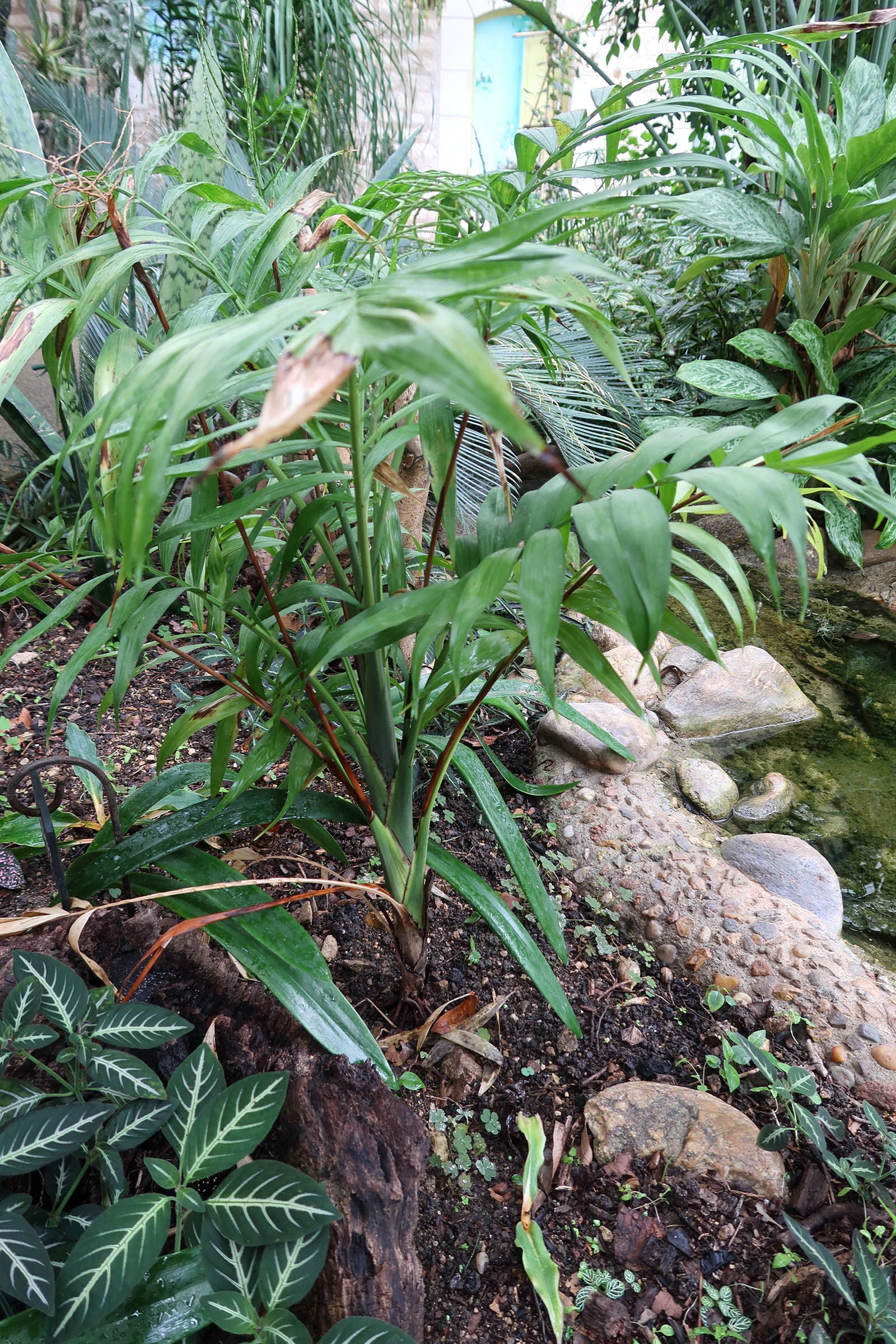 Afficher le média chamaedorea_elegans1md chamaedorea_elegans1md