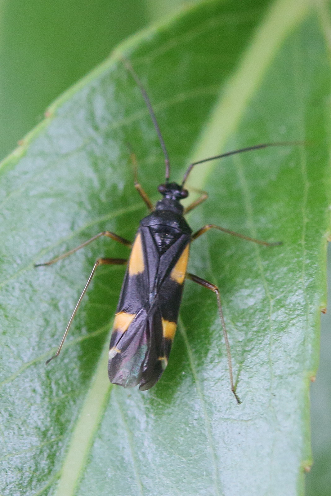 dryophilocoris_flavoquadrimaculatus1md