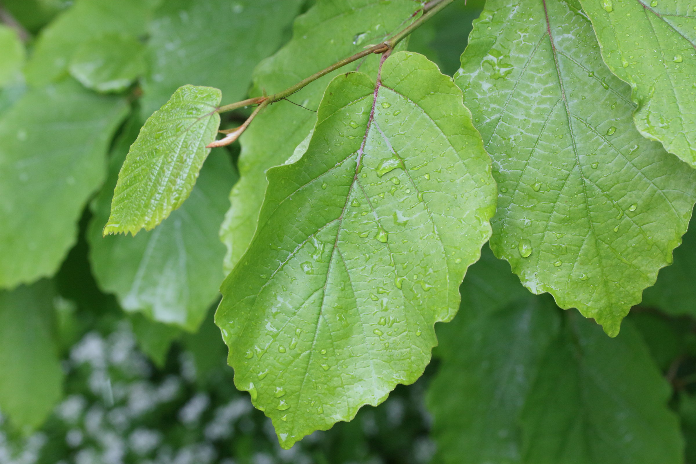 Afficher le média hamamelis_virginiana1md hamamelis_virginiana1md