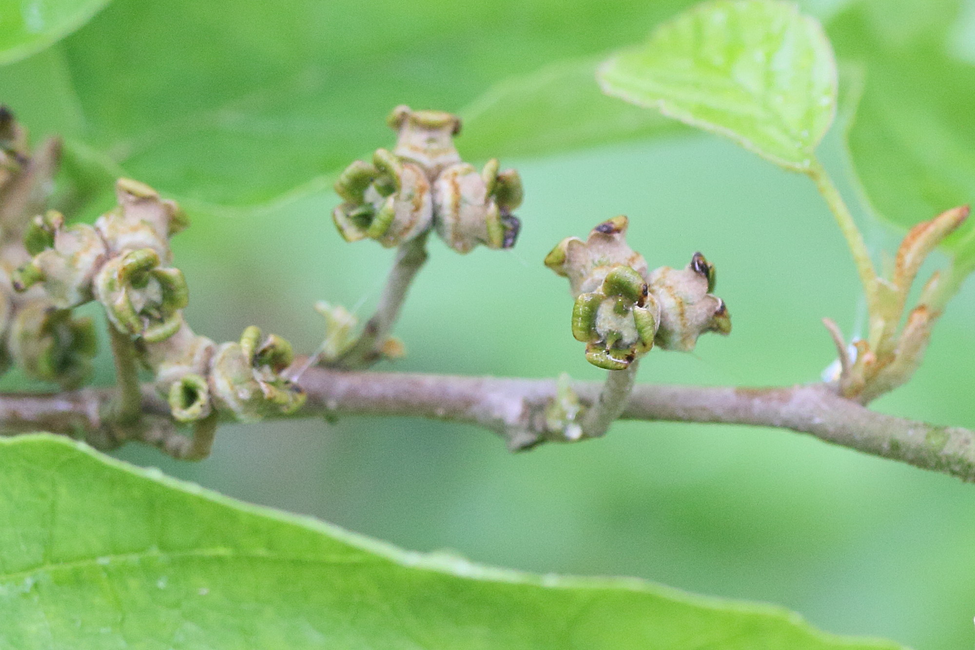 Afficher le média hamamelis_virginiana2md hamamelis_virginiana2md