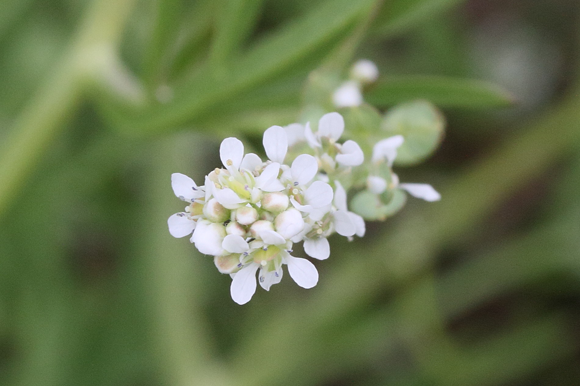 Afficher le média lepidium_sativum1md lepidium_sativum1md
