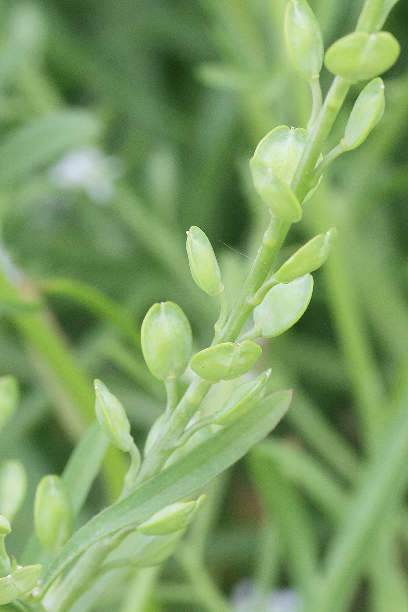 Afficher le média lepidium_sativum2md lepidium_sativum2md