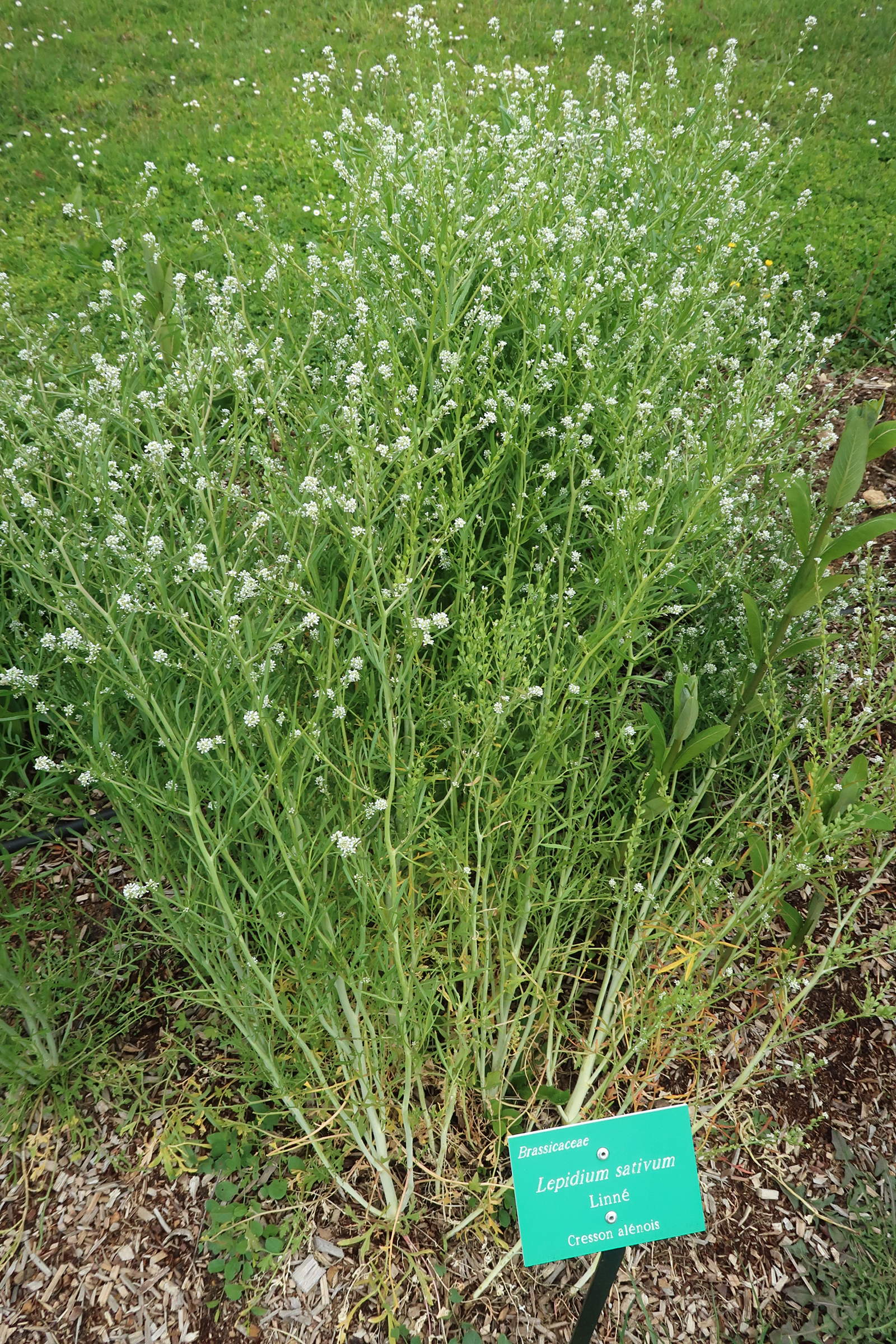 Afficher le média lepidium_sativum3md lepidium_sativum3md