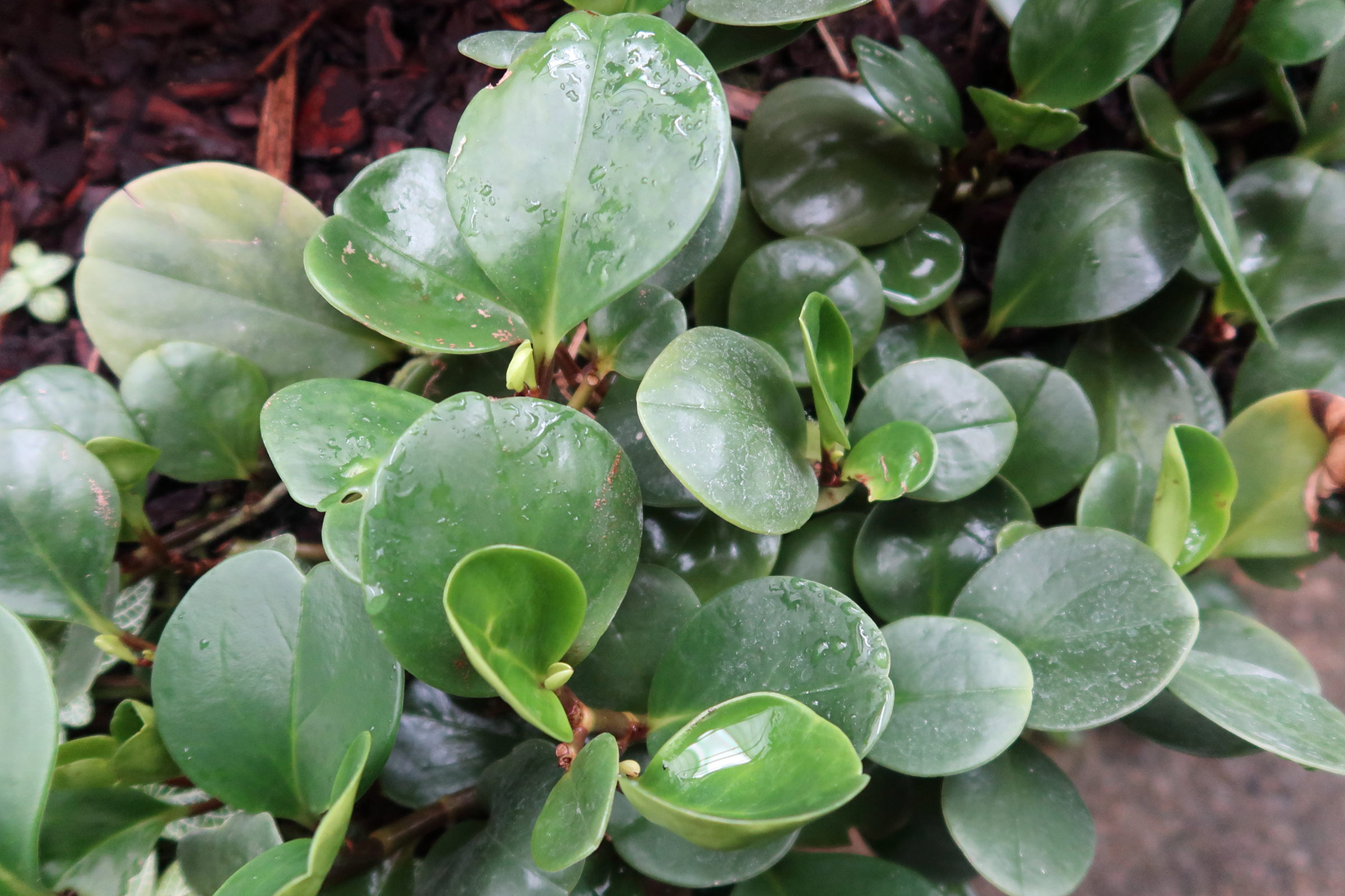 peperomia_obtusifolia4MD