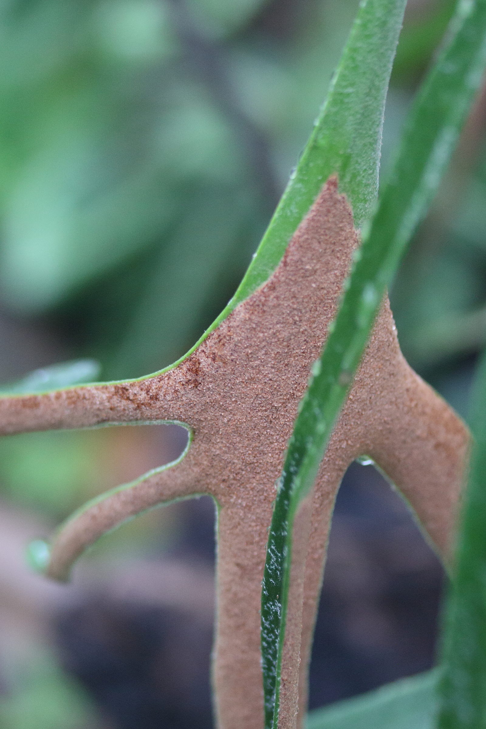 Afficher le média platycerium_bifurcatum2md platycerium_bifurcatum2md