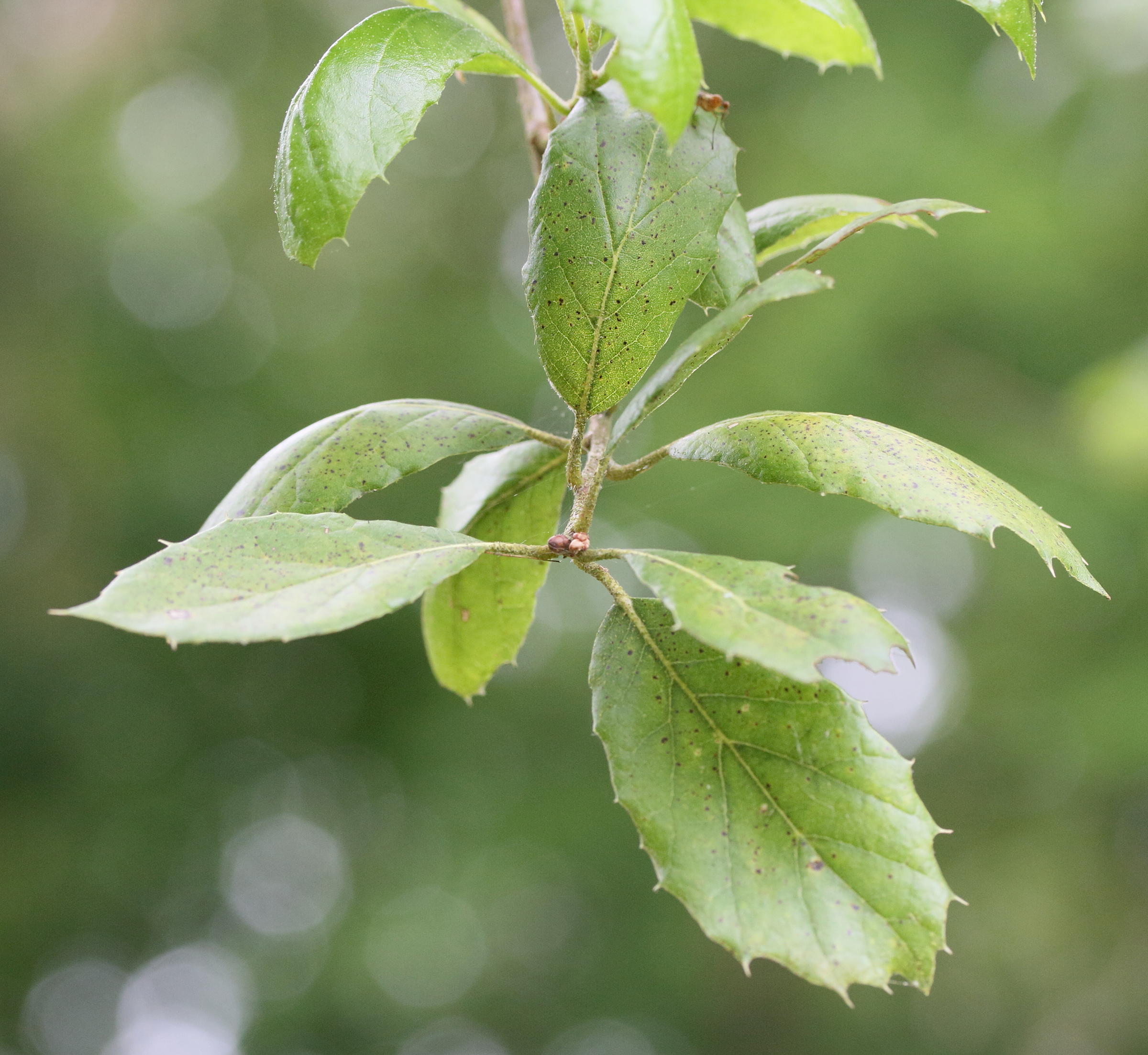 quercus_agrifolia1md