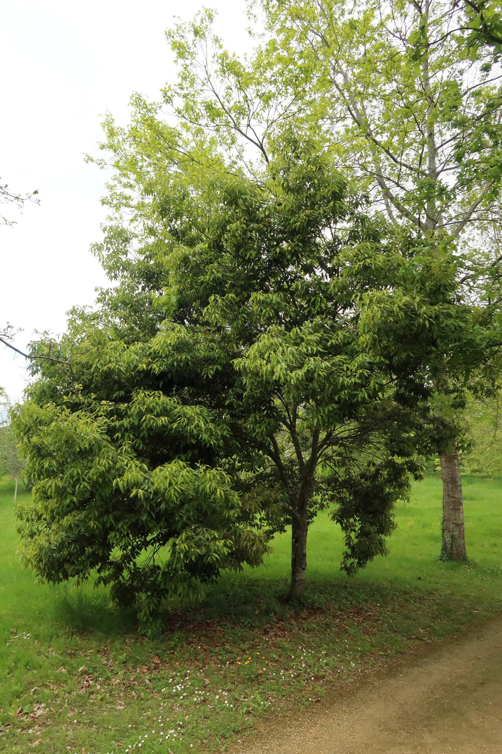 Afficher le média quercus_glauca1md quercus_glauca1md