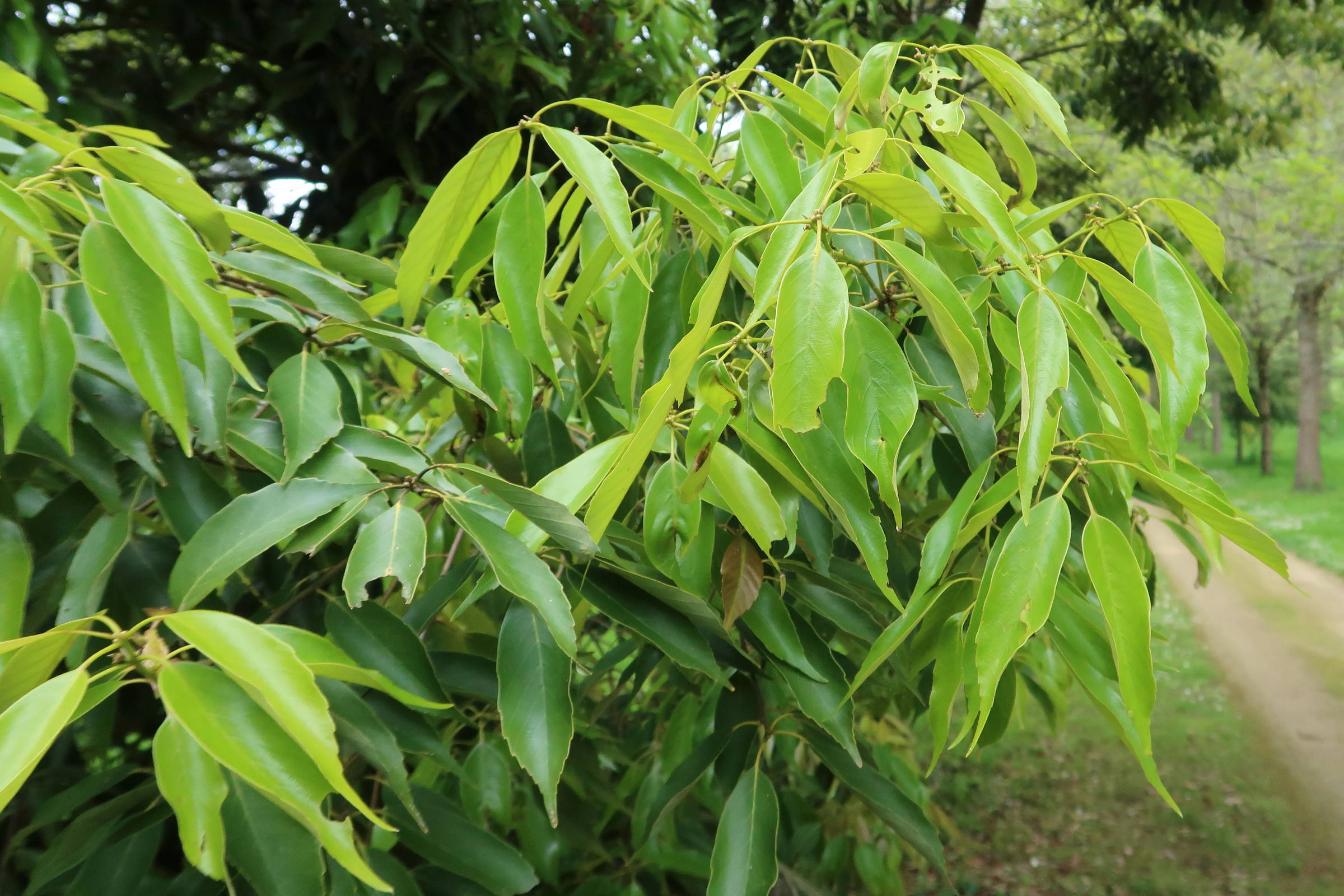 Afficher le média quercus_glauca2md quercus_glauca2md