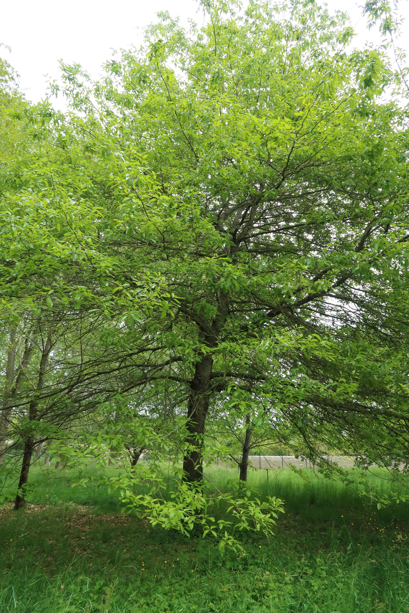 Afficher le média quercus_imbricaria1md quercus_imbricaria1md