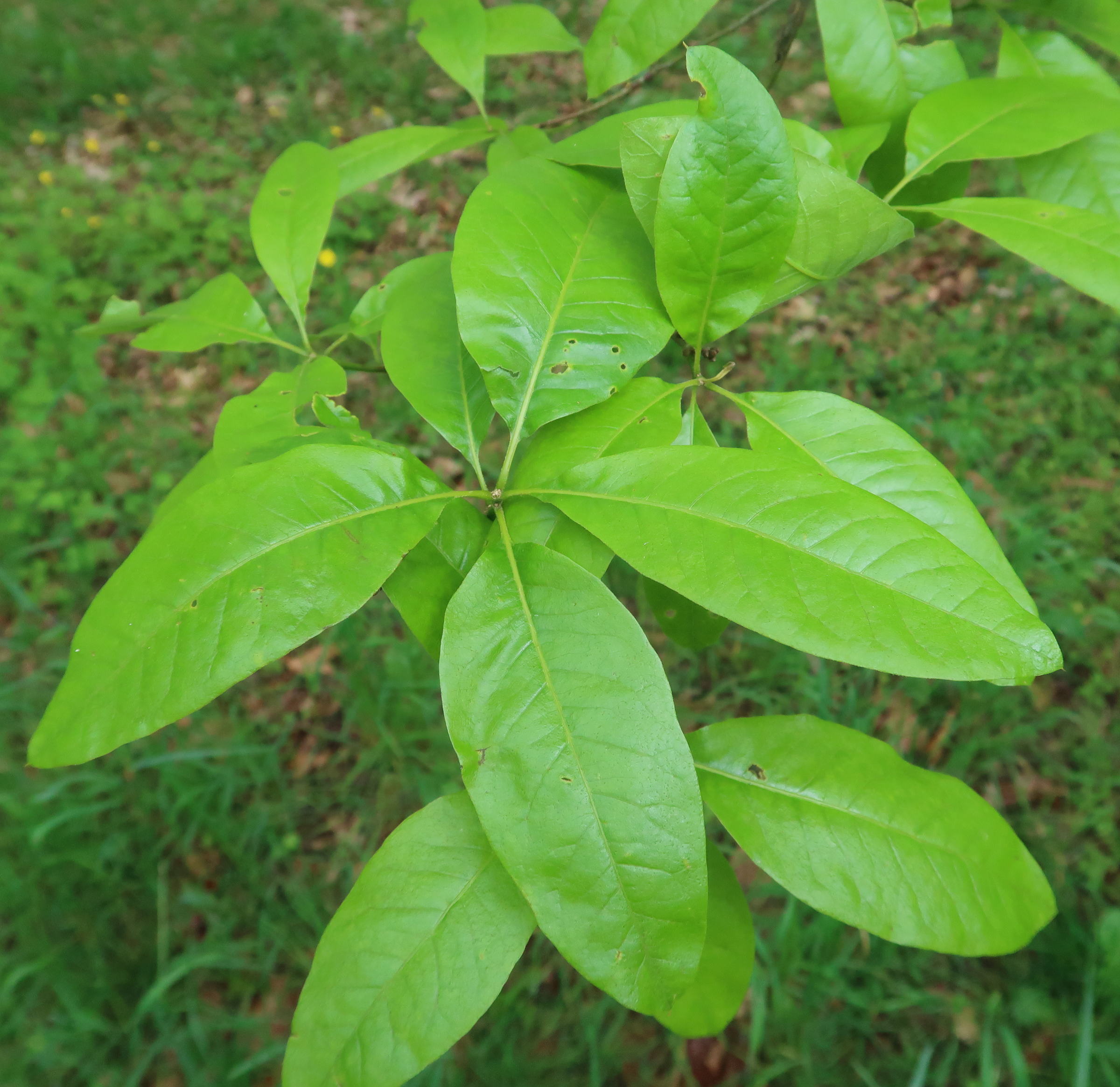 Afficher le média quercus_imbricaria2md quercus_imbricaria2md