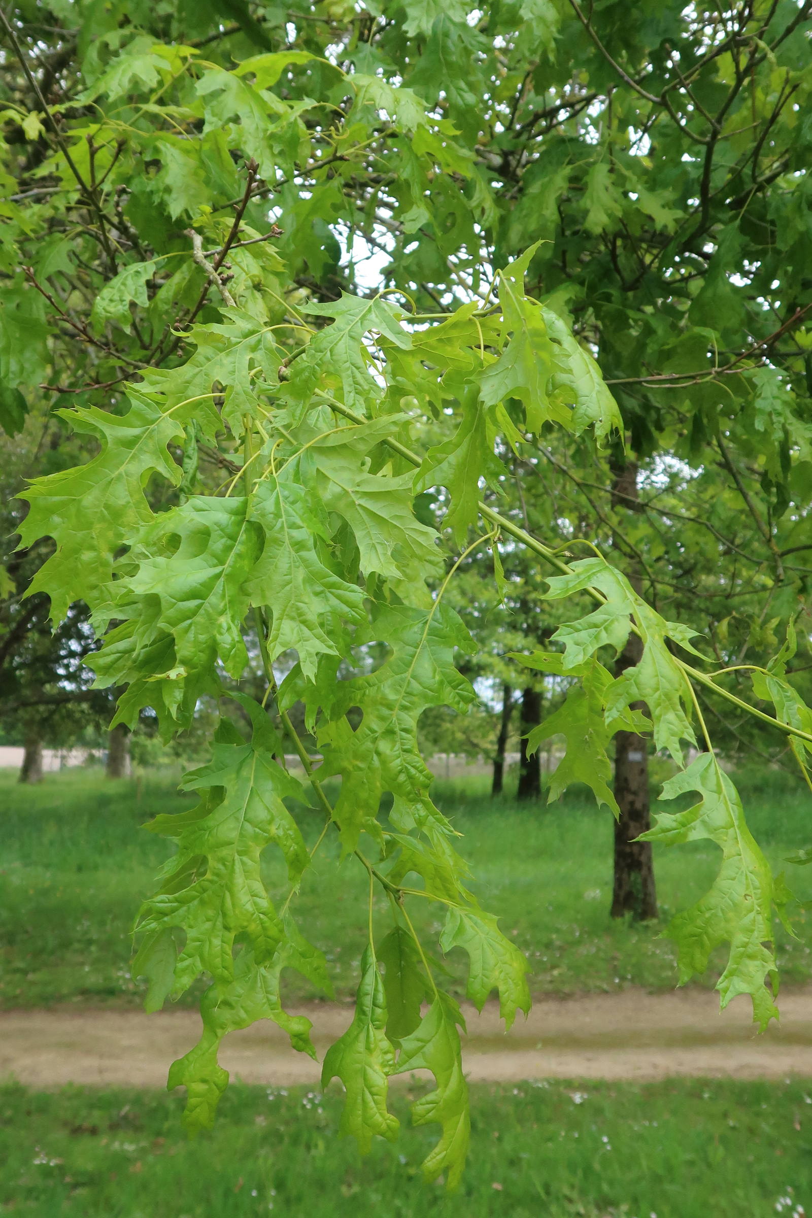 quercus_shumardii1md