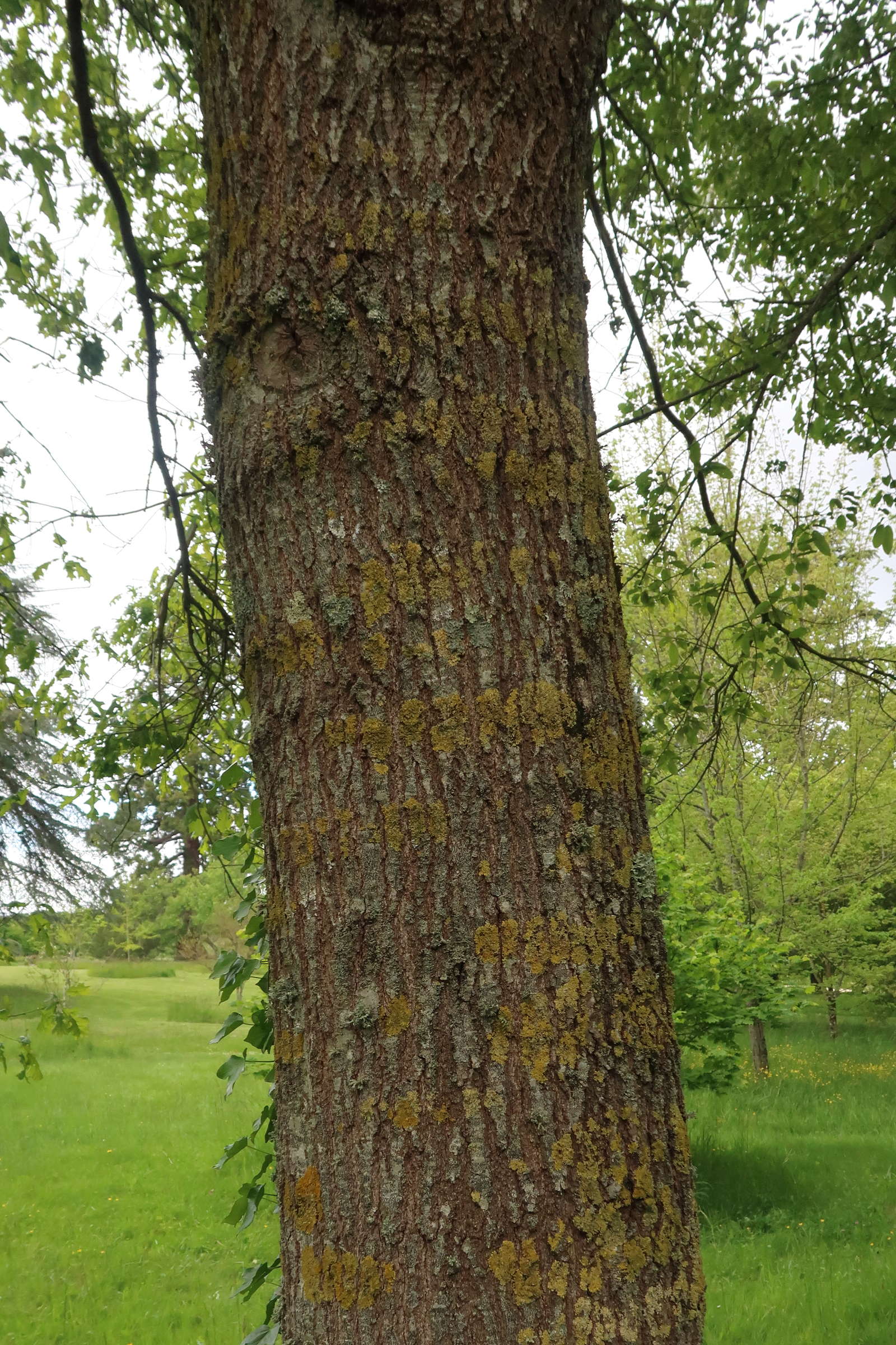 quercus_shumardii2md