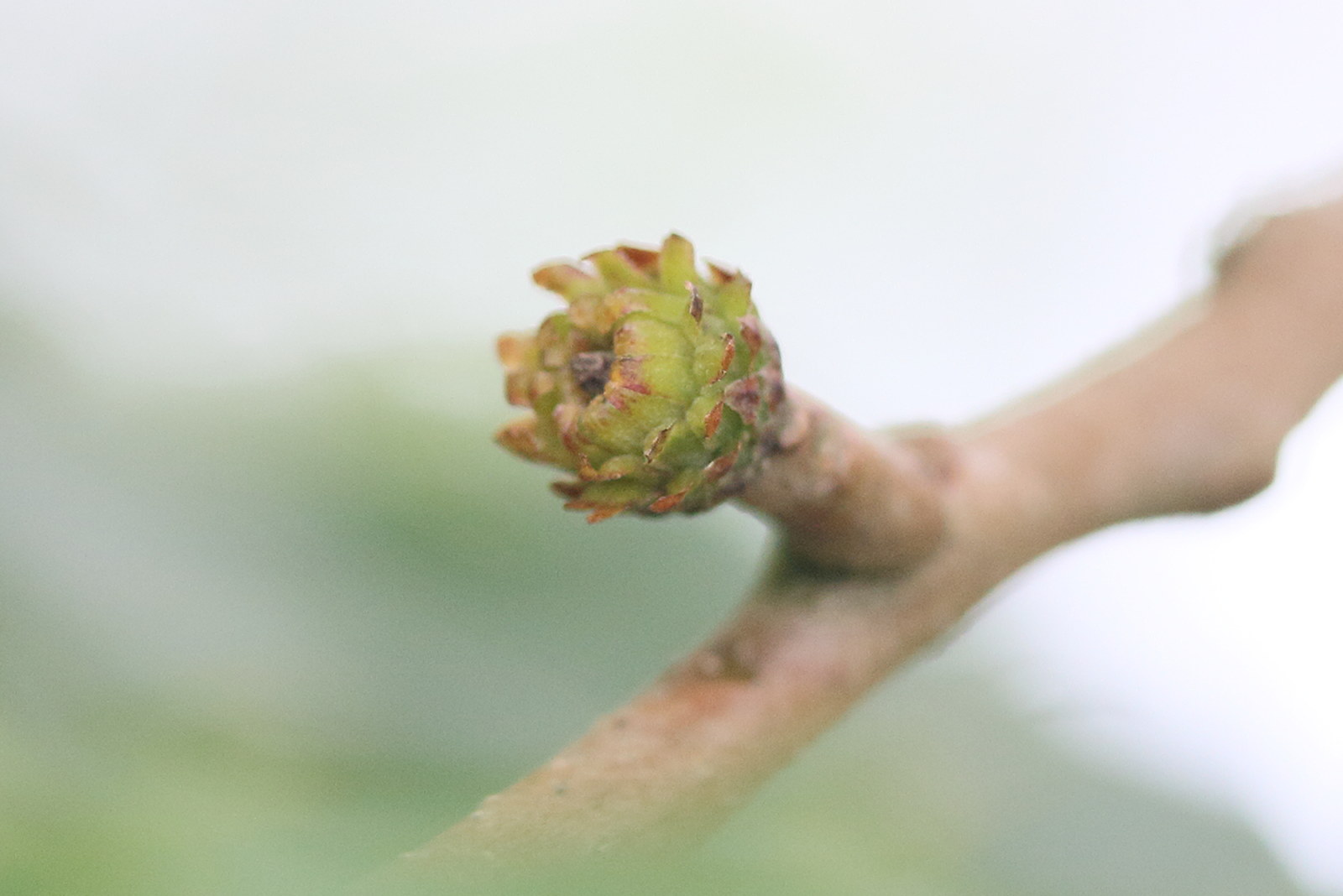 quercus_variabilis2md