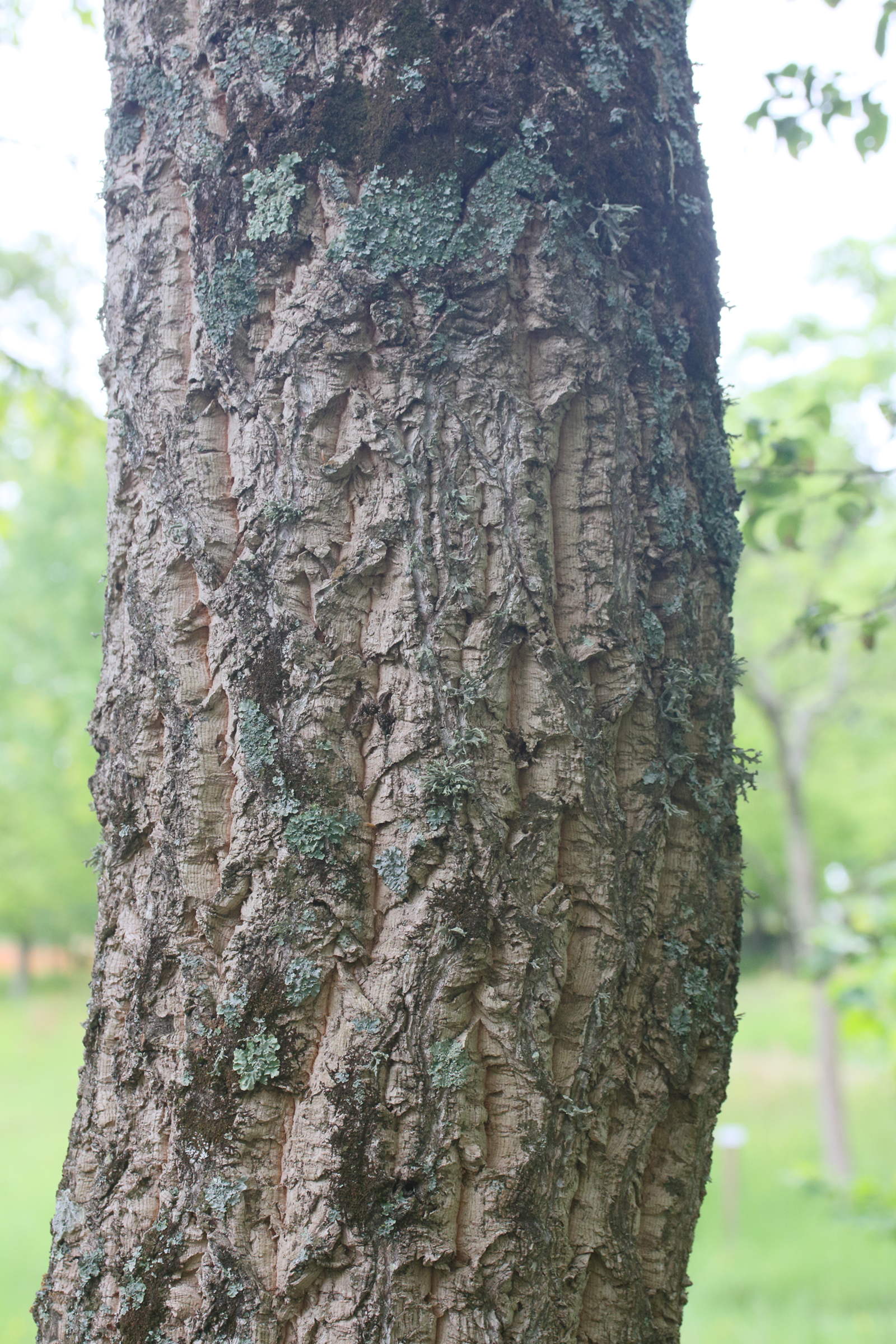 quercus_variabilis3md