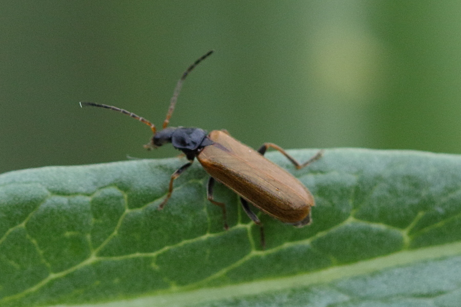 Afficher le média rhagonycha_nigriventris1bd rhagonycha_nigriventris1bd
