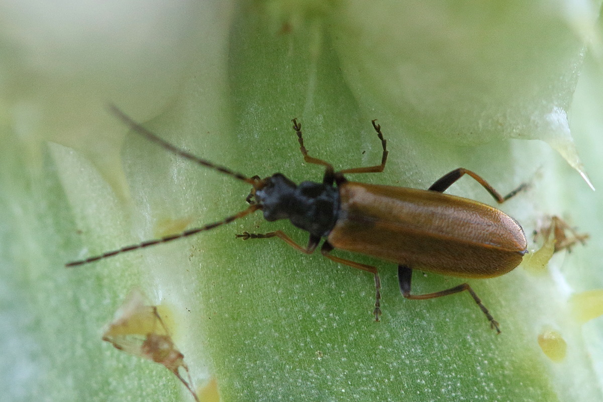 Afficher le média rhagonycha_nigriventris2bd rhagonycha_nigriventris2bd