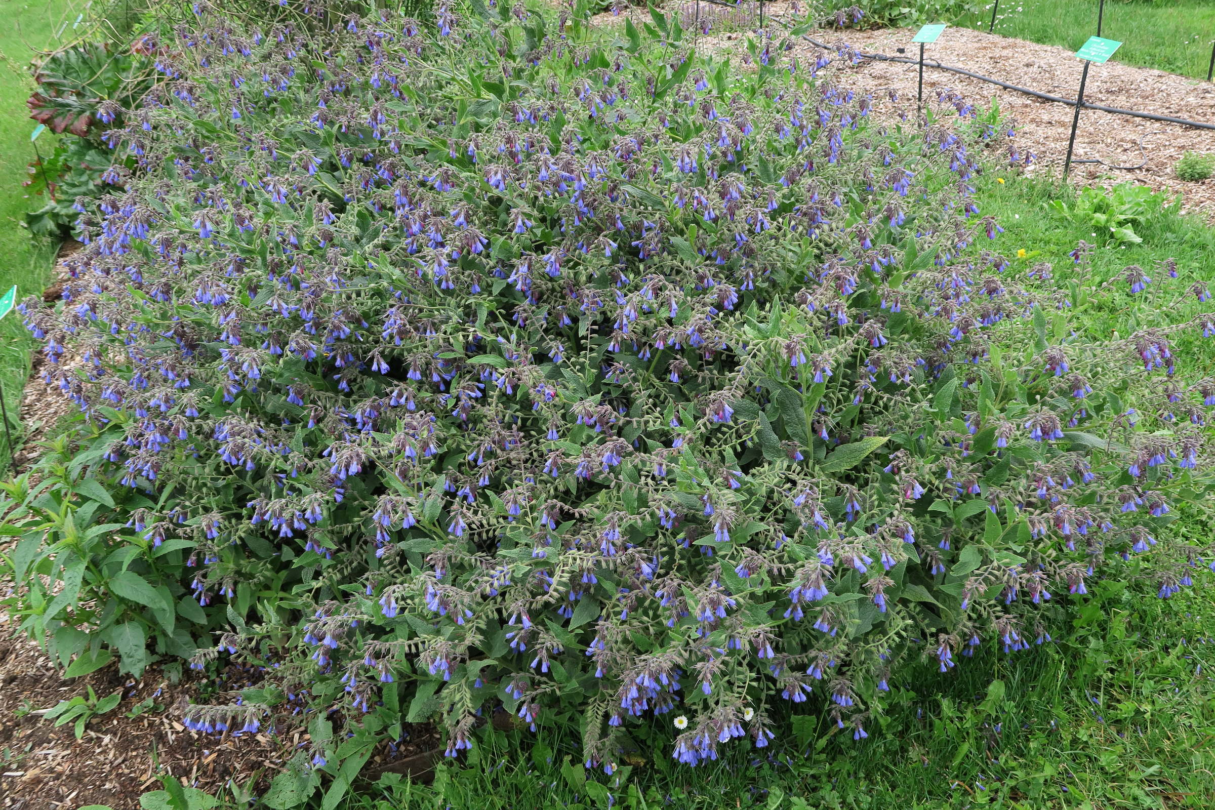 symphytum_caucasicum1bd