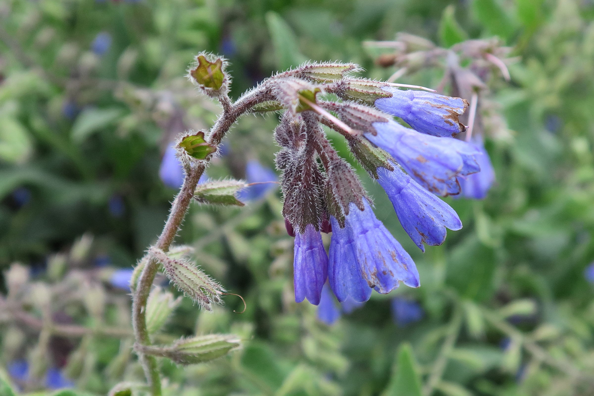 symphytum_caucasicum2bd