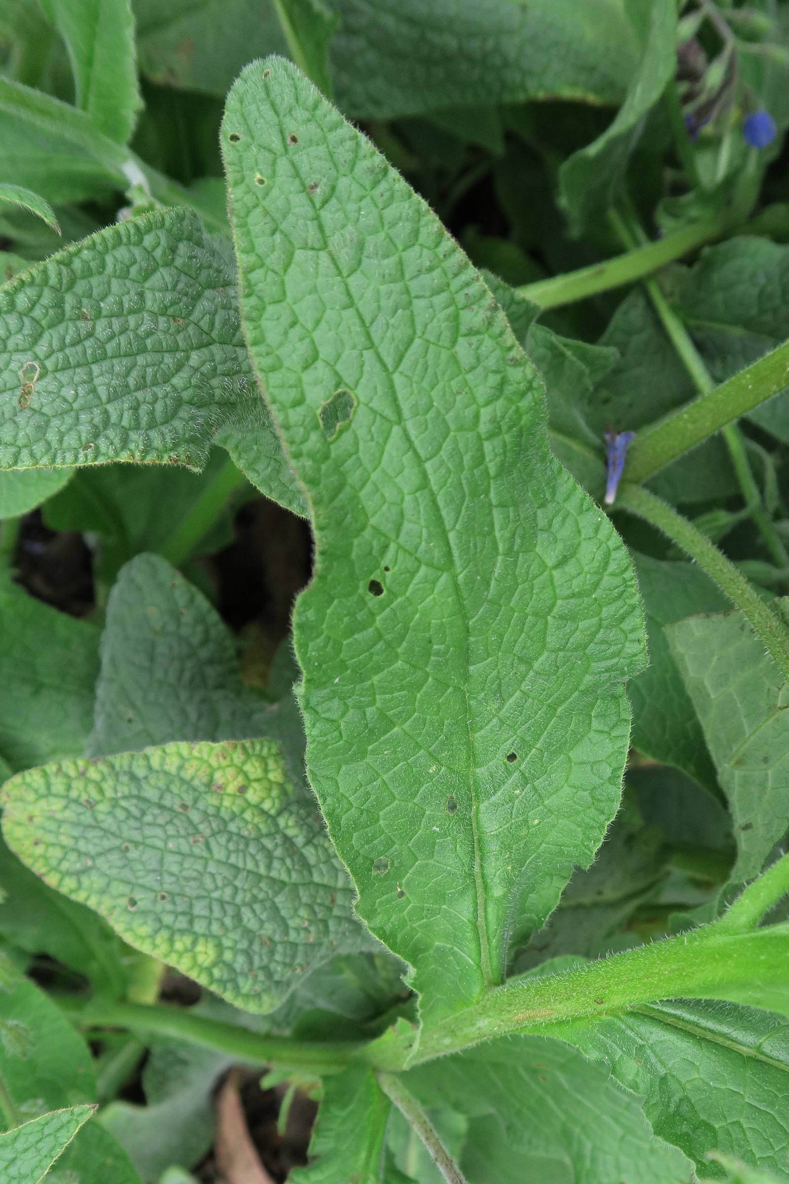 symphytum_caucasicum3bd