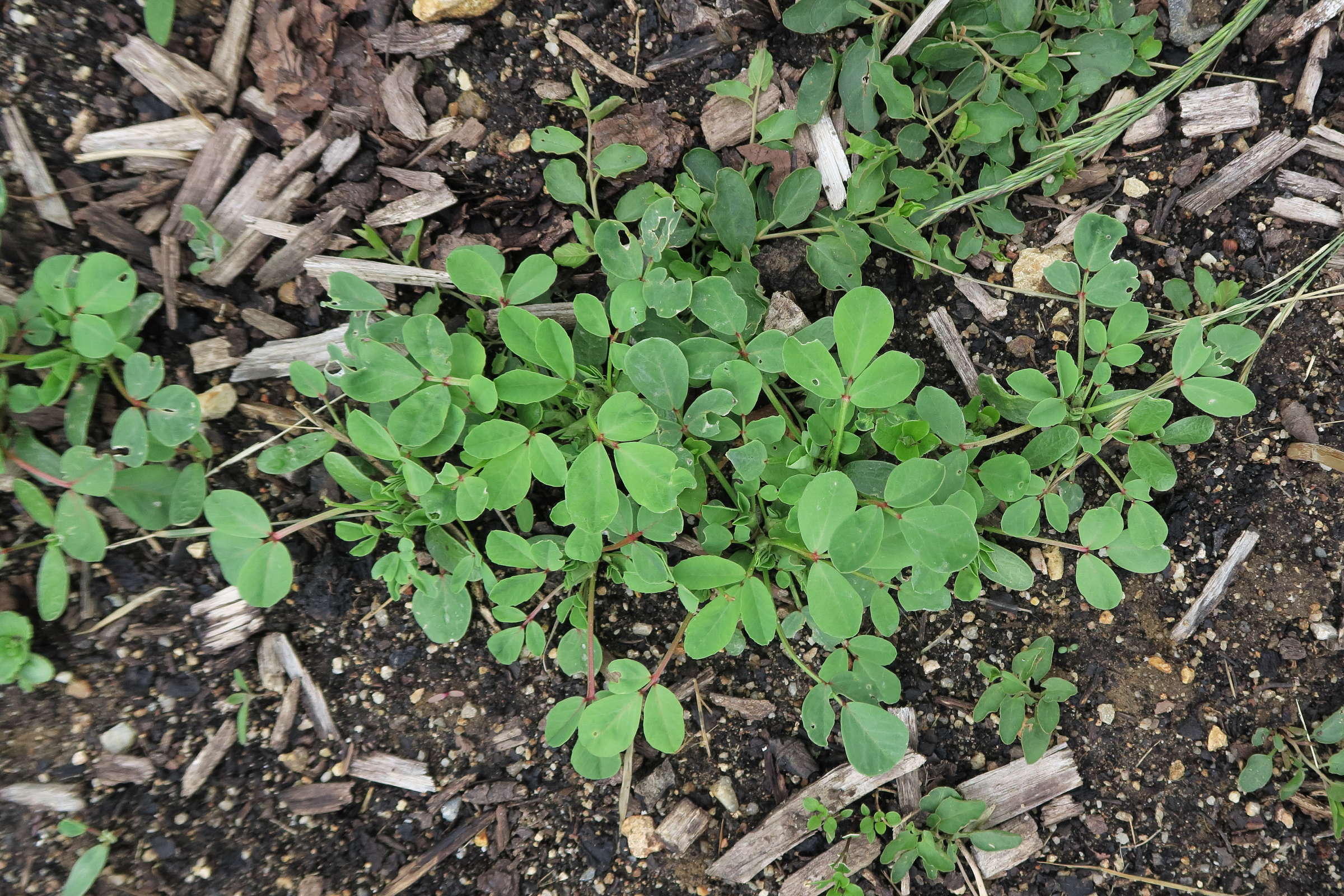 trigonella_foenum-graecum1bd