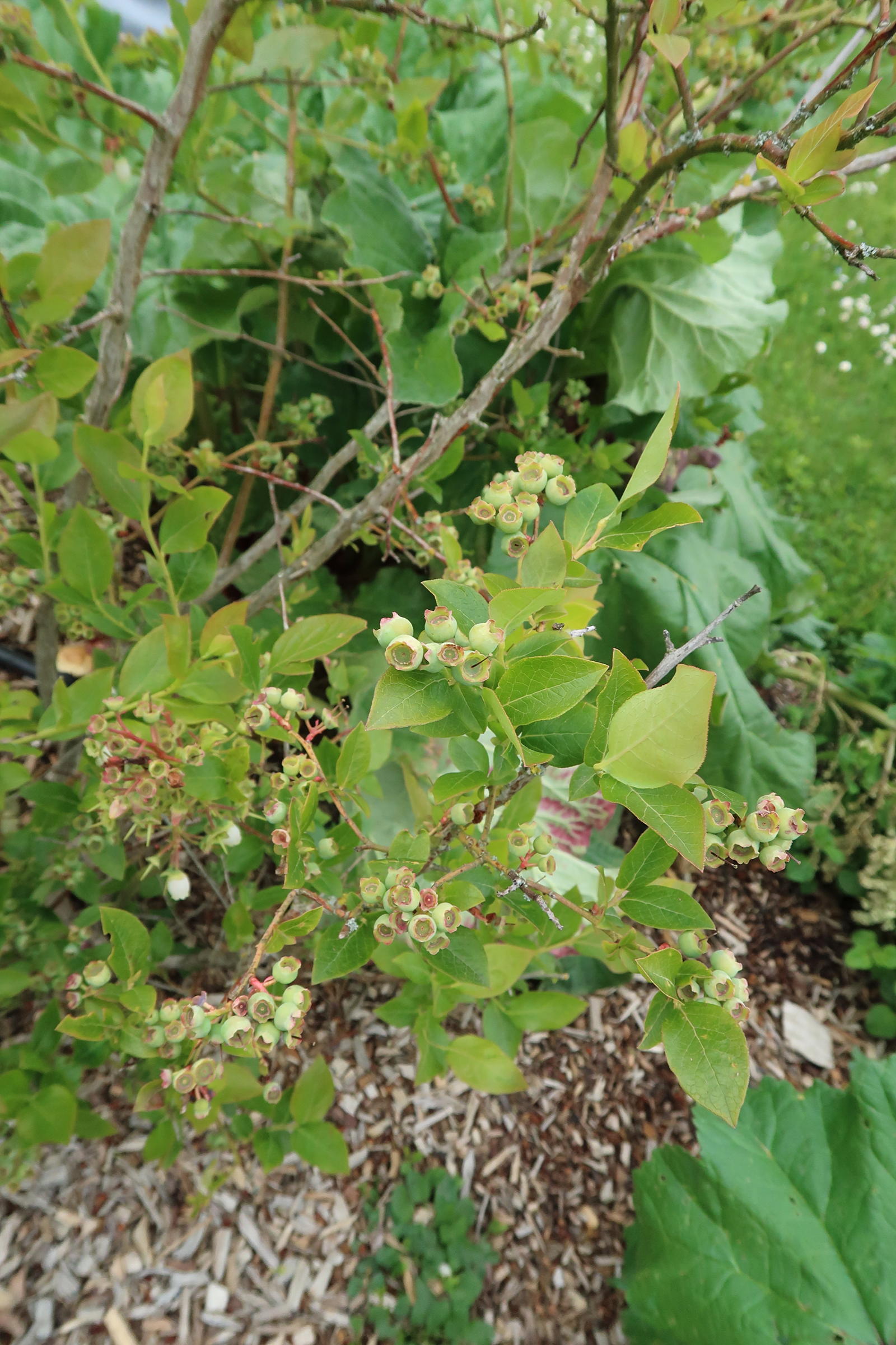 Afficher le média vaccinium_corymbosum1md vaccinium_corymbosum1md