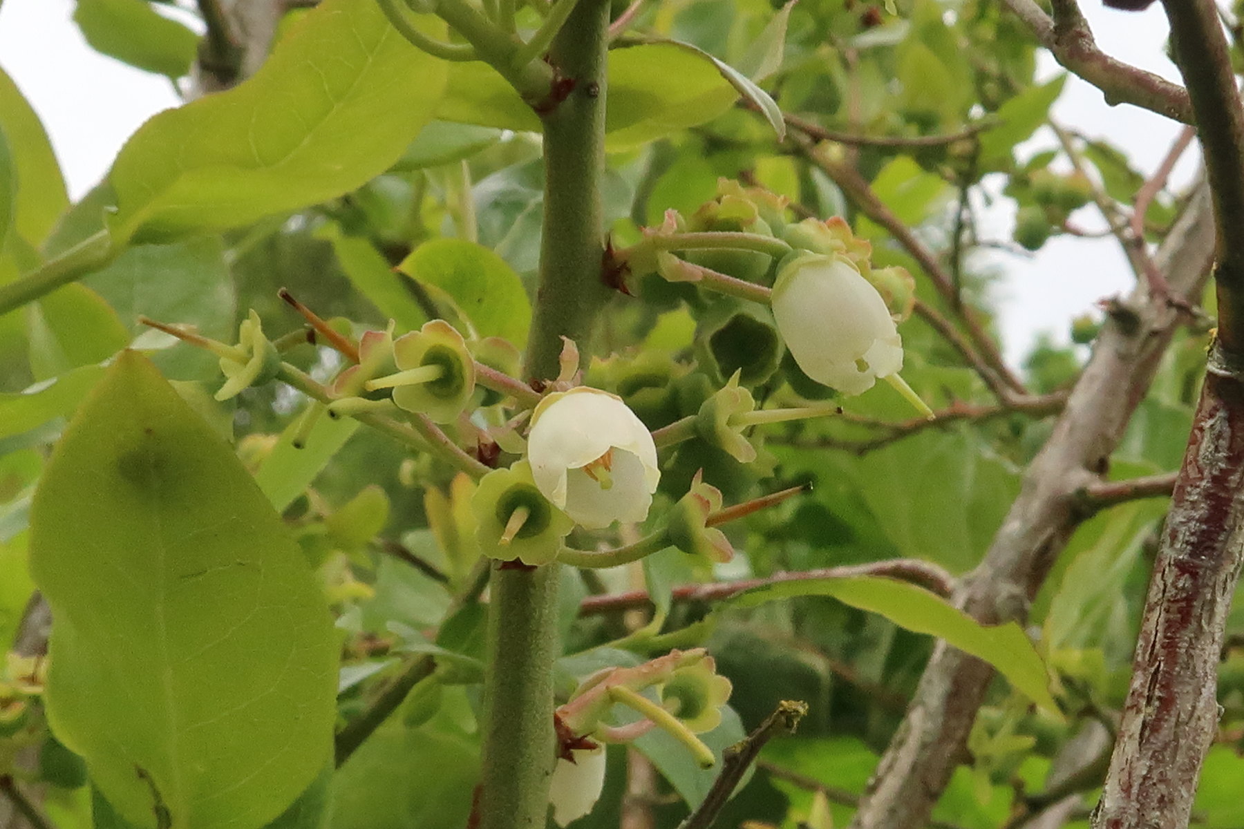 Afficher le média vaccinium_corymbosum2md vaccinium_corymbosum2md