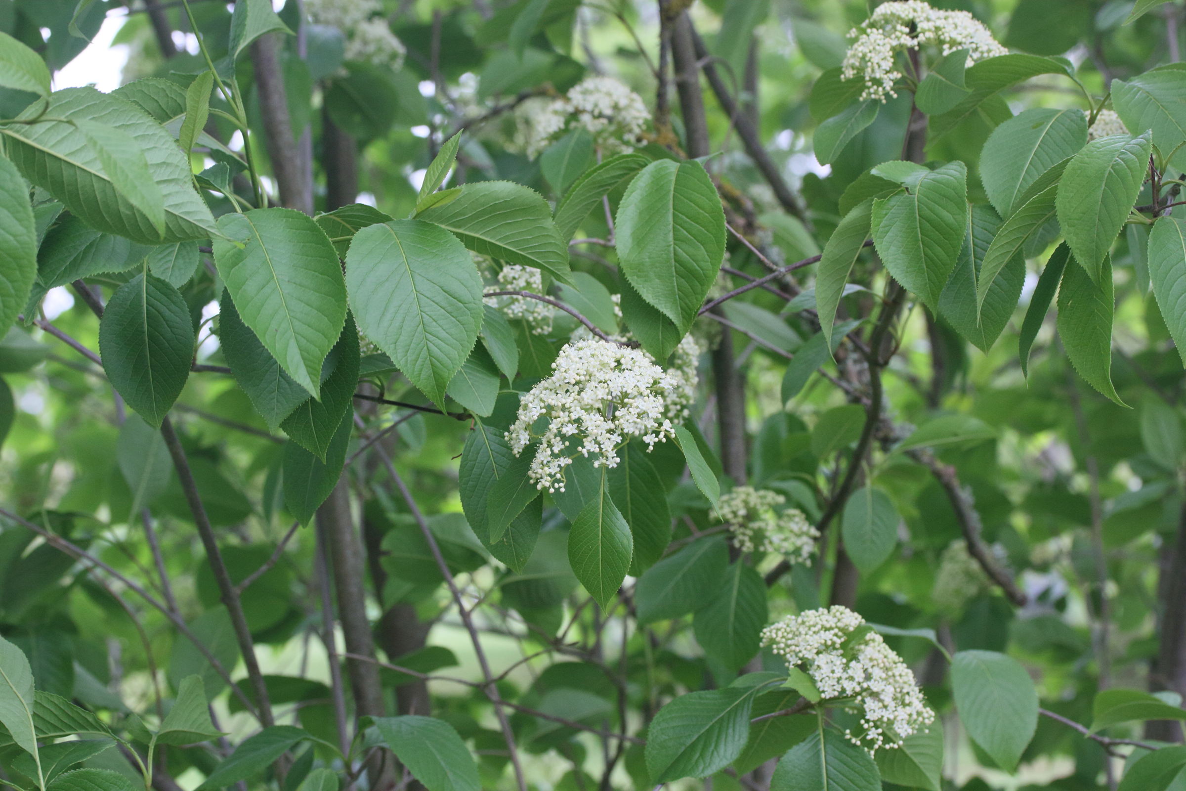 Afficher le média viburnum_lentago1md viburnum_lentago1md